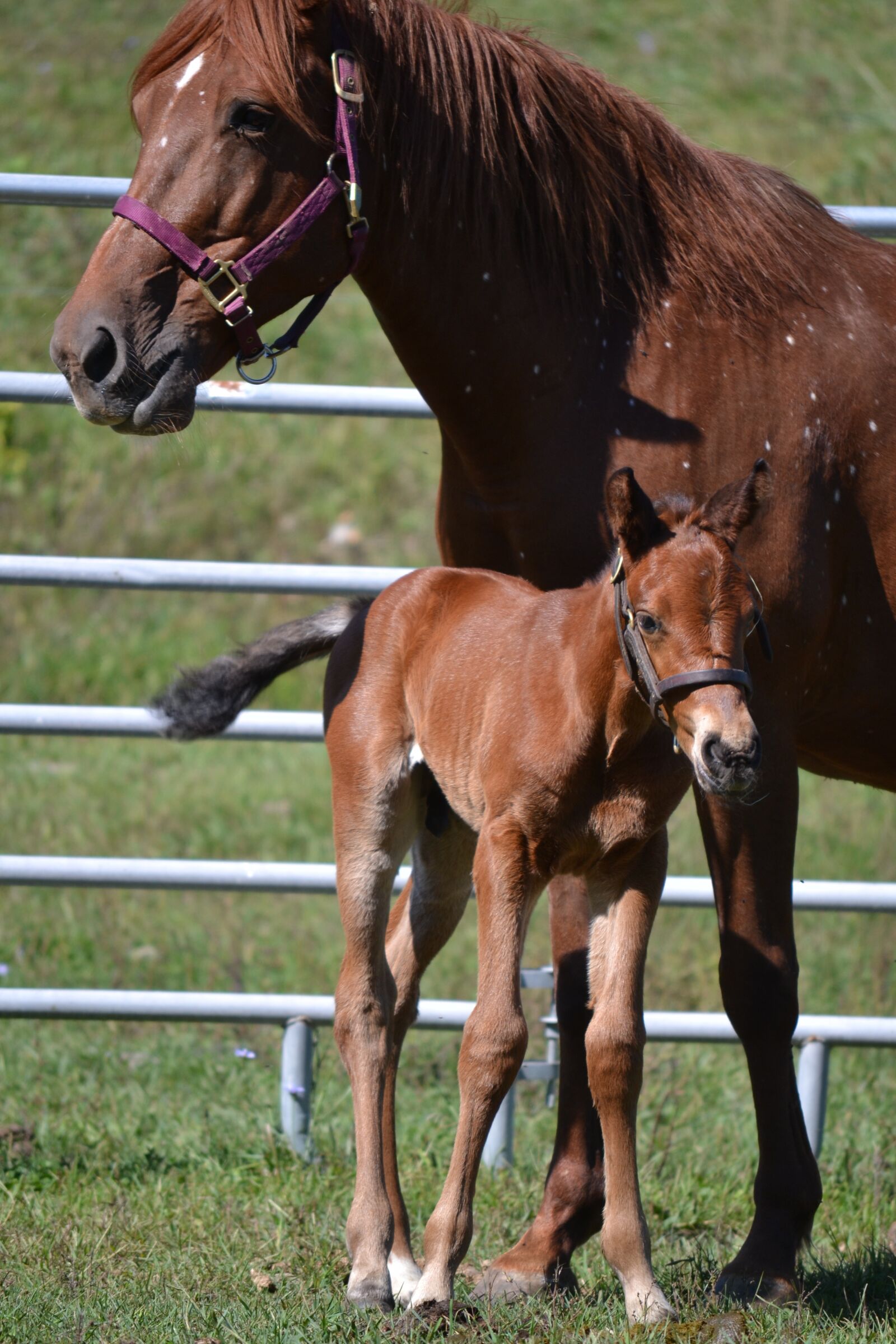 Nikon D3100 sample photo. Horse, farm agriculture, colt photography