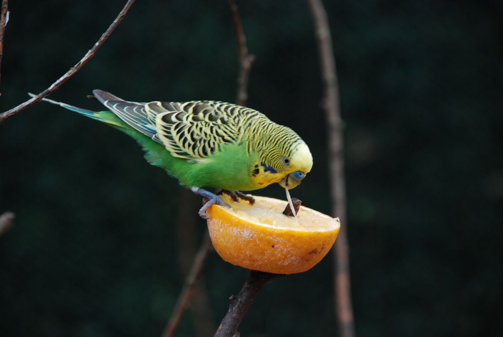 Nikon D80 sample photo. Bird, nature, animal photography