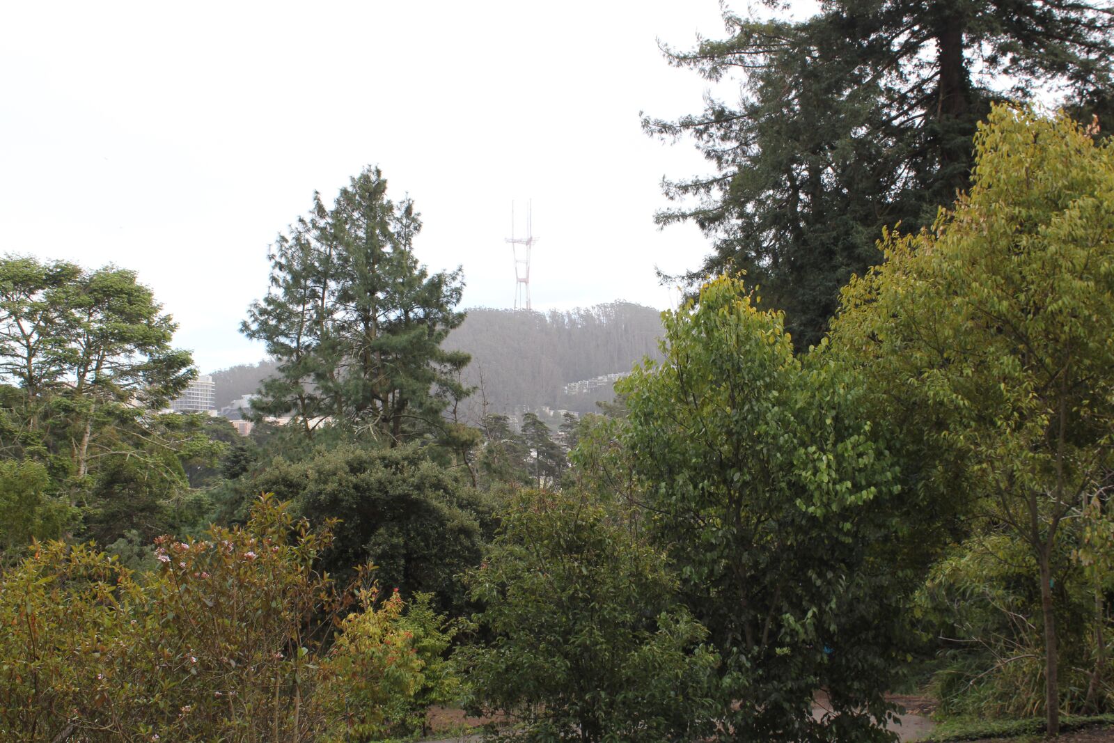 Canon EOS 550D (EOS Rebel T2i / EOS Kiss X4) sample photo. Golden gate park, san photography
