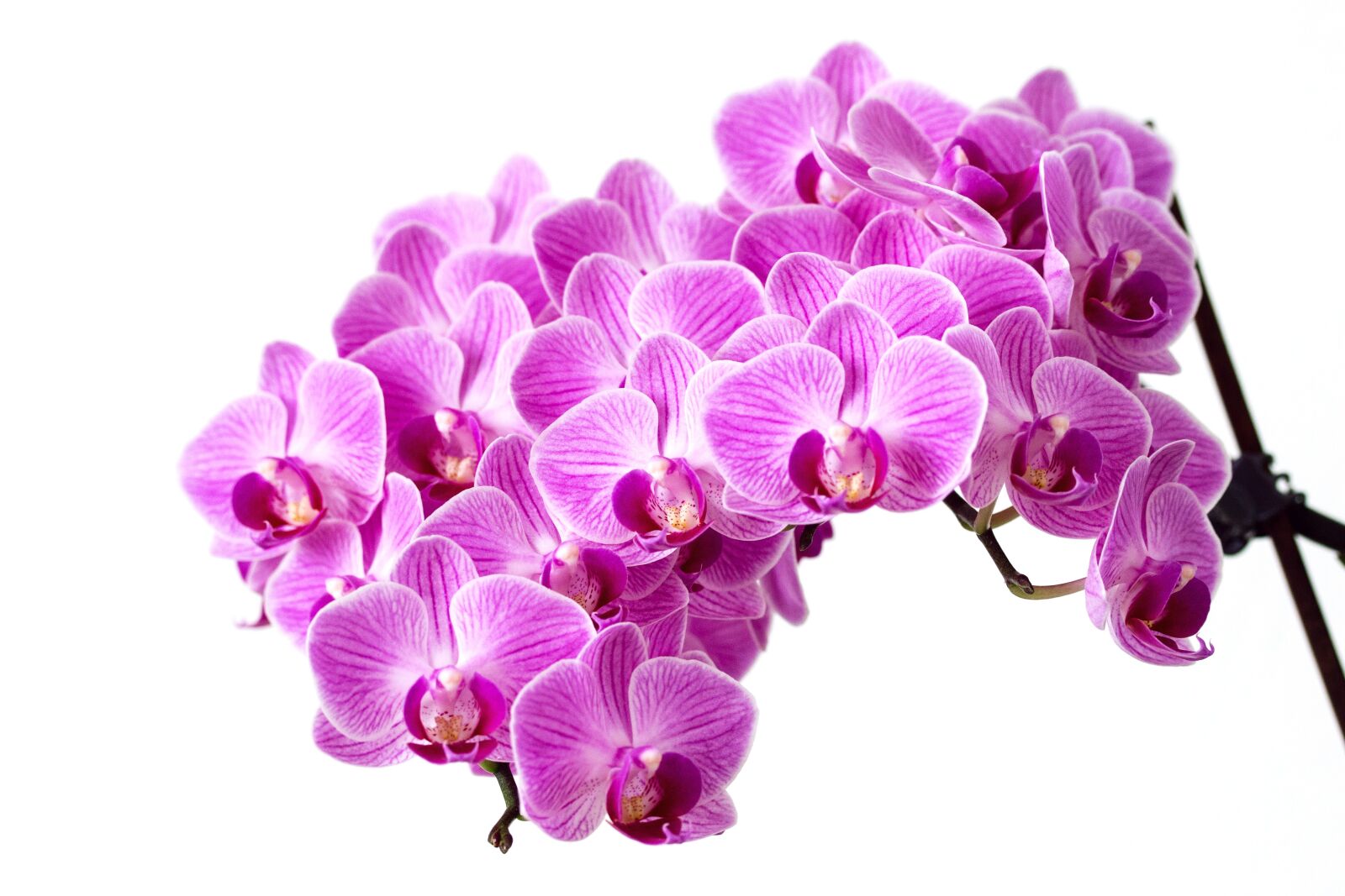 Canon EOS 70D sample photo. Flower, pink, orchid photography