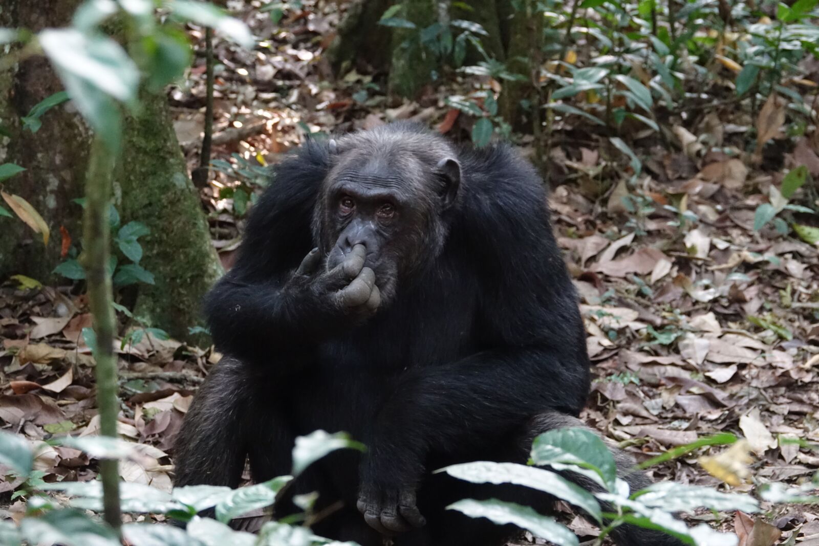 Sony Cyber-shot DSC-RX10 III sample photo. Wood, mammal, wildlife photography