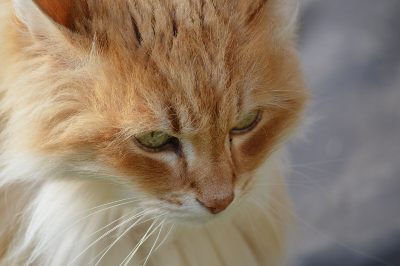 Nikon D3200 sample photo. Cat, portrait, eyes photography
