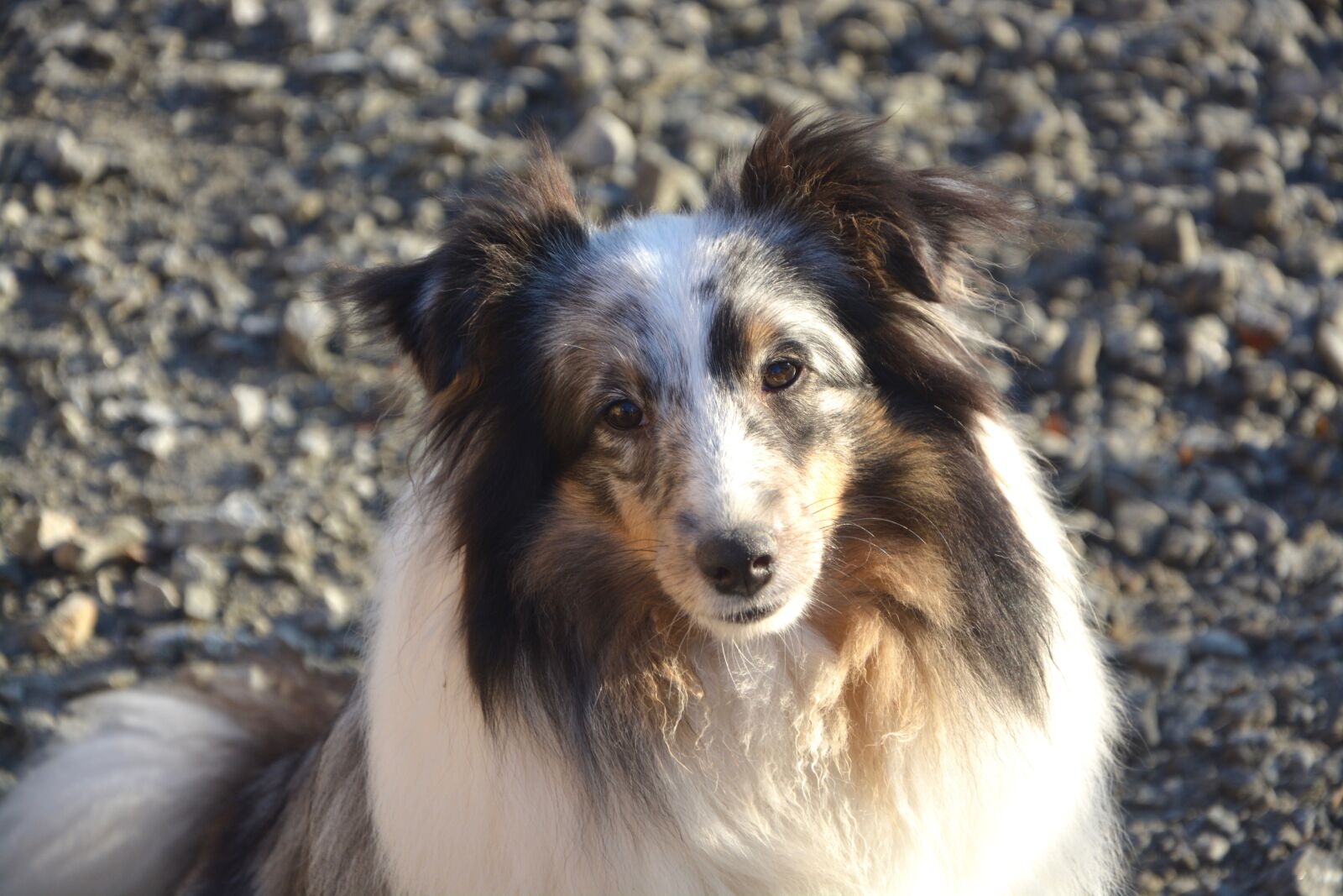 Nikon D5200 sample photo. Dog, shetland sheepdog, female photography