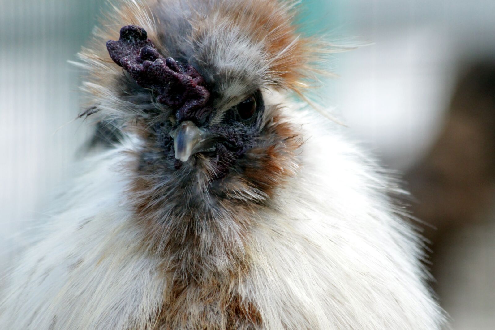 Canon EOS 650D (EOS Rebel T4i / EOS Kiss X6i) sample photo. Chicken, chinese chicken, silk photography