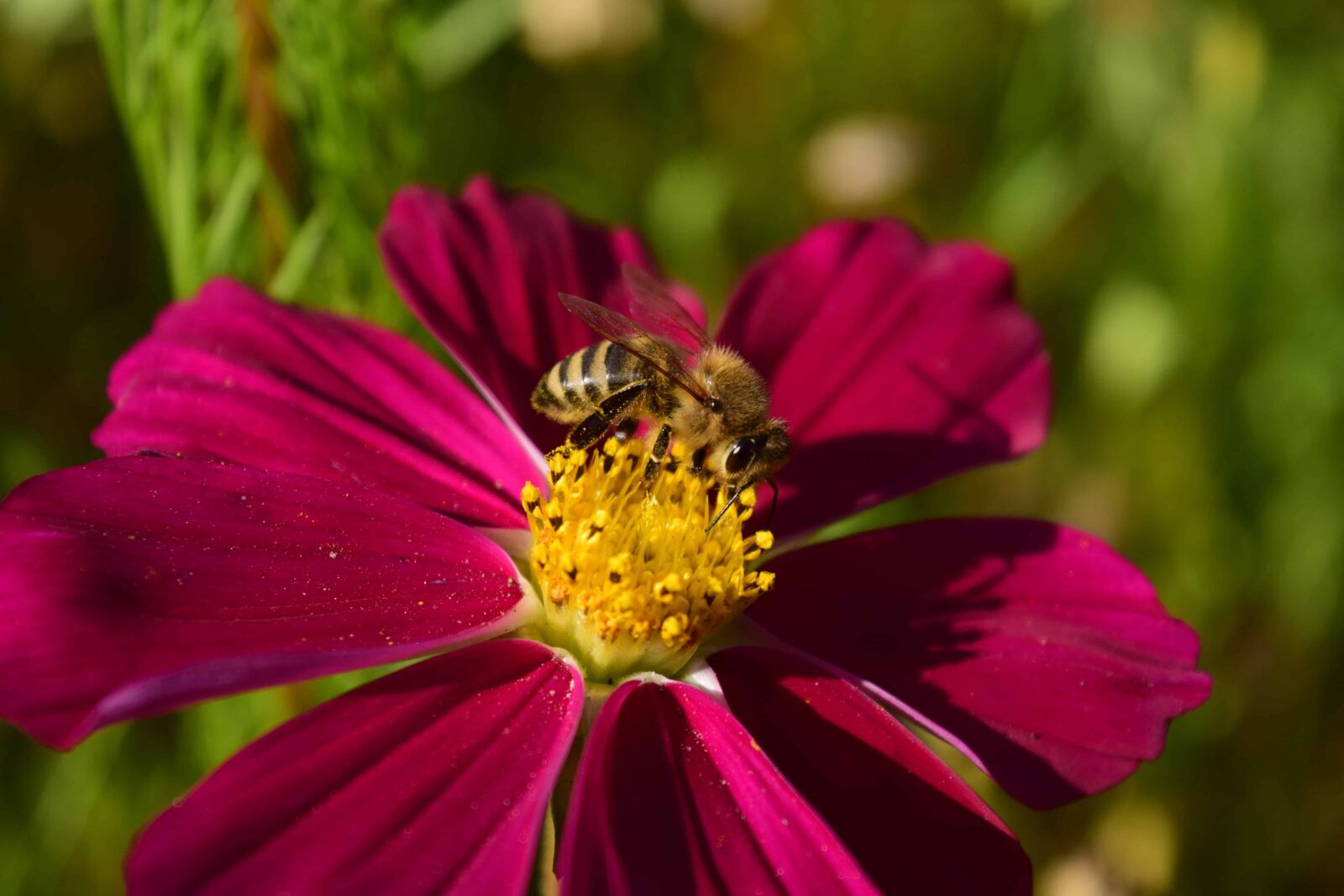 Nikon D3300 sample photo. Summer, nature, honeybee, macro photography