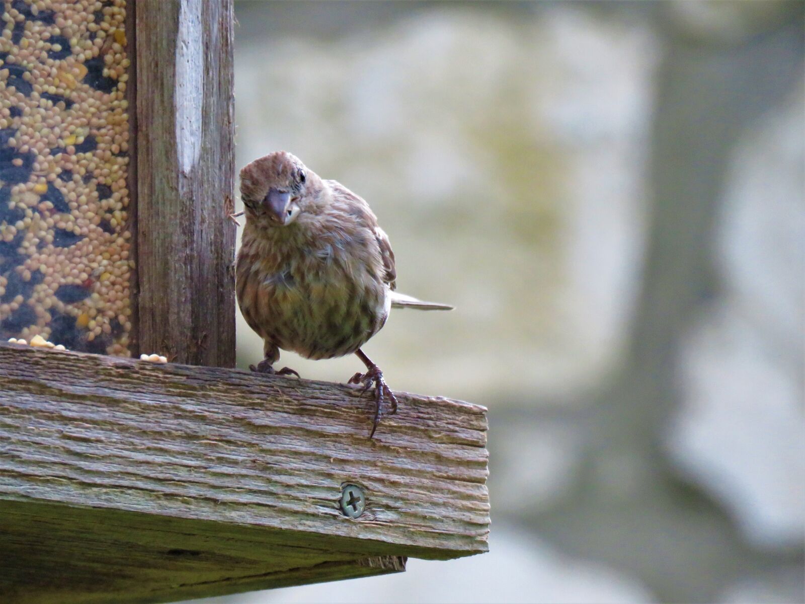 Canon PowerShot SX60 HS sample photo. Bird, brown, tan photography