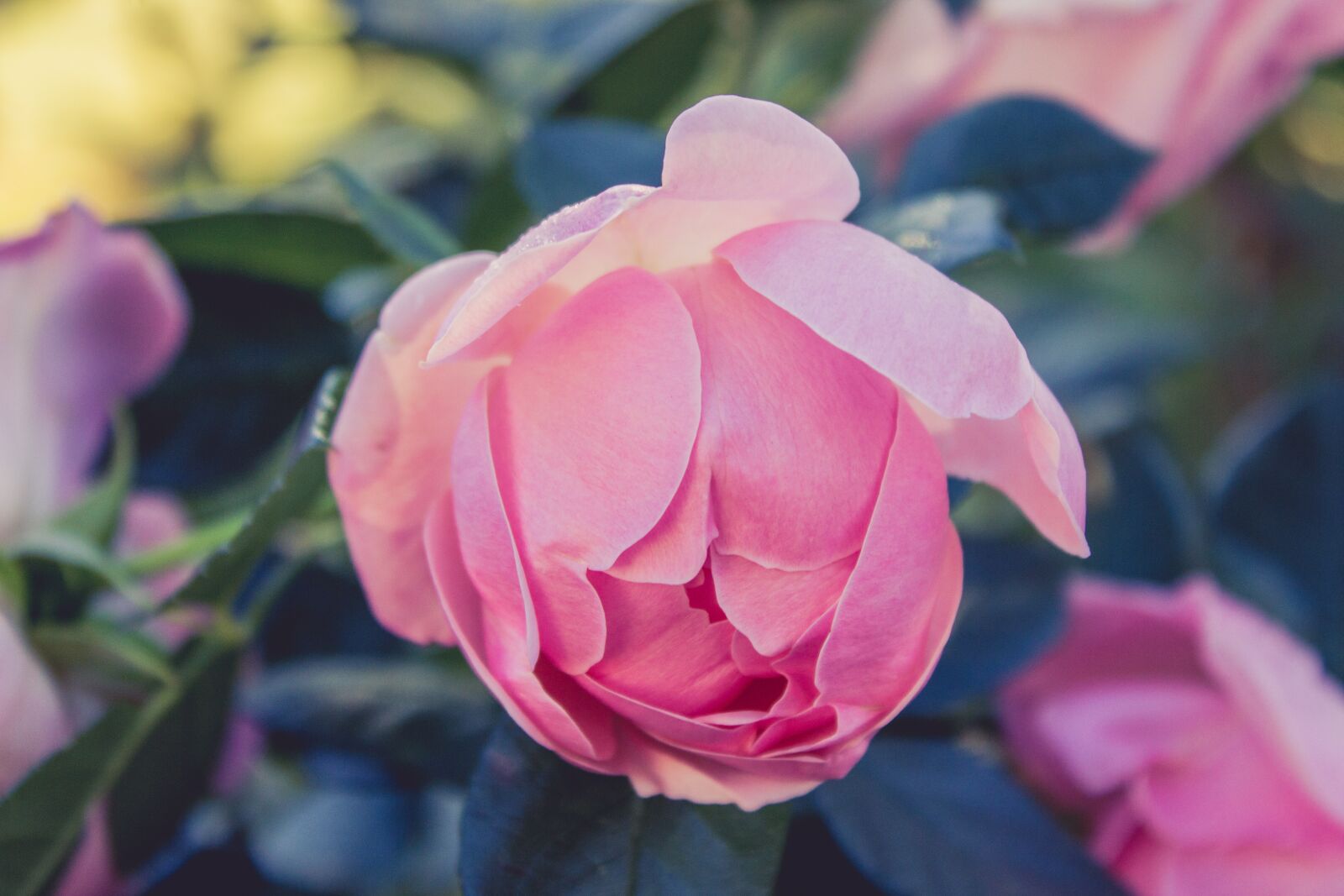 Canon EF-S 18-55mm F3.5-5.6 IS sample photo. Rose, flower, pink photography