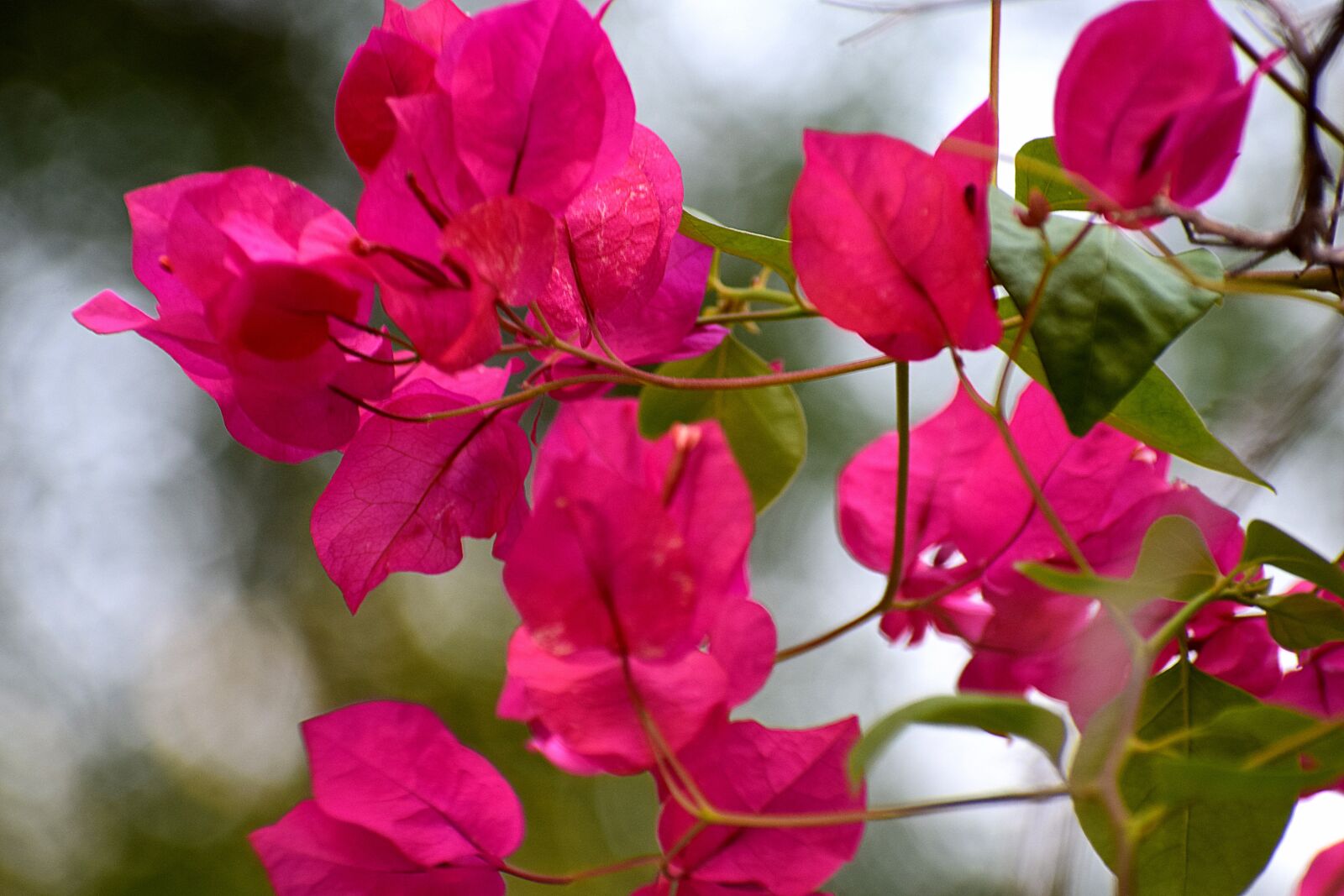 Nikon D3300 sample photo. Flowers, nature, floral photography