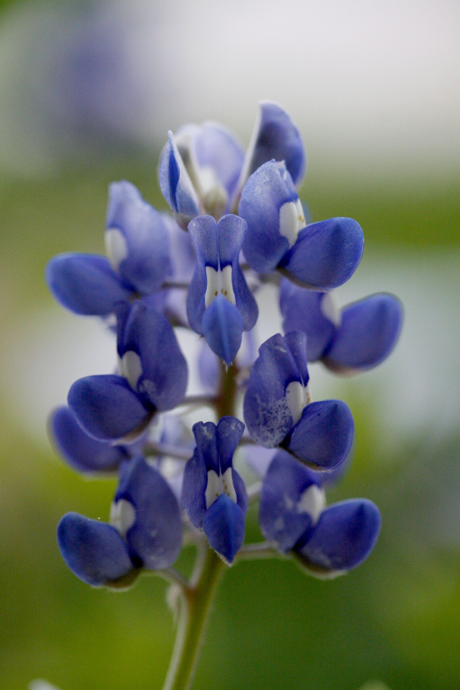 Canon EOS 30D sample photo. Bluebonnet, flower, texas photography
