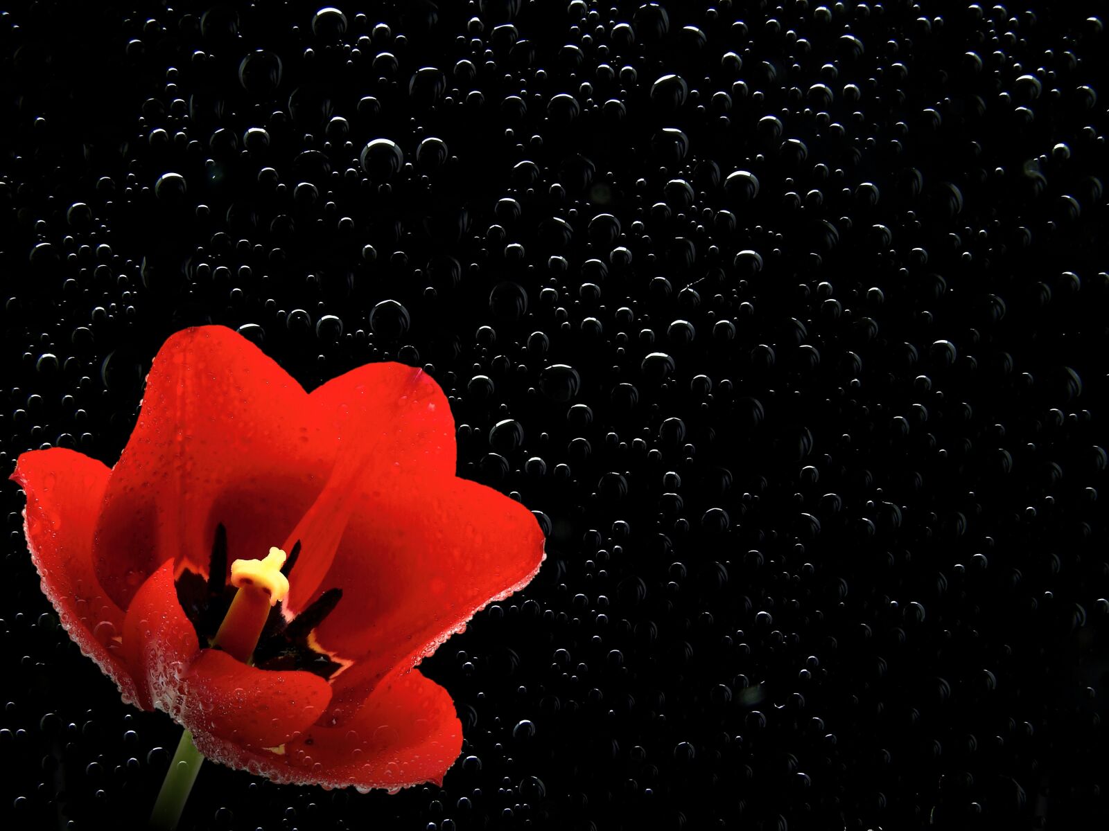 Nikon Coolpix P900 sample photo. Flower, blossom, bloom photography