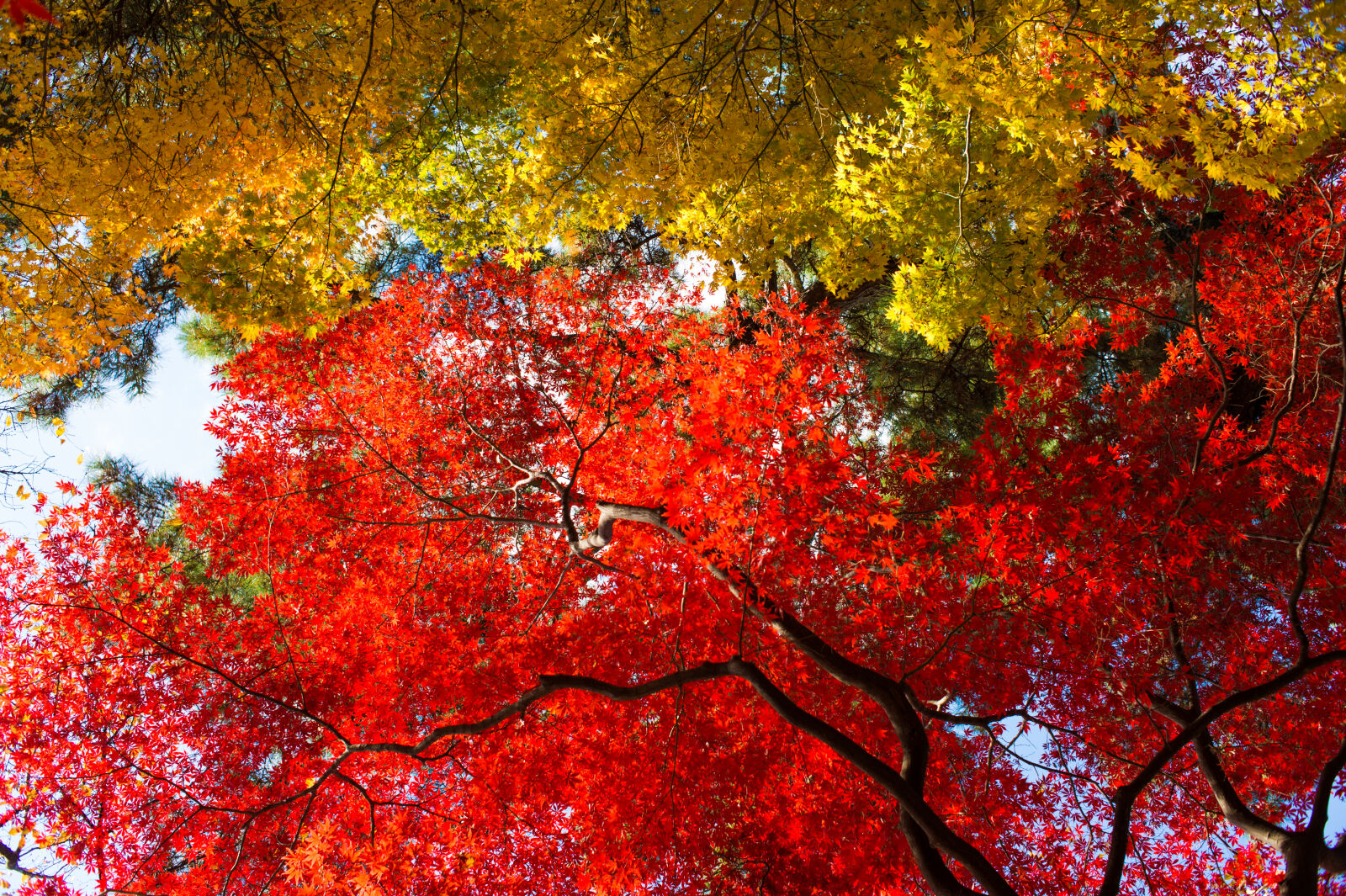 Nikon Df sample photo. Autumn, autumn, colours, autumn photography
