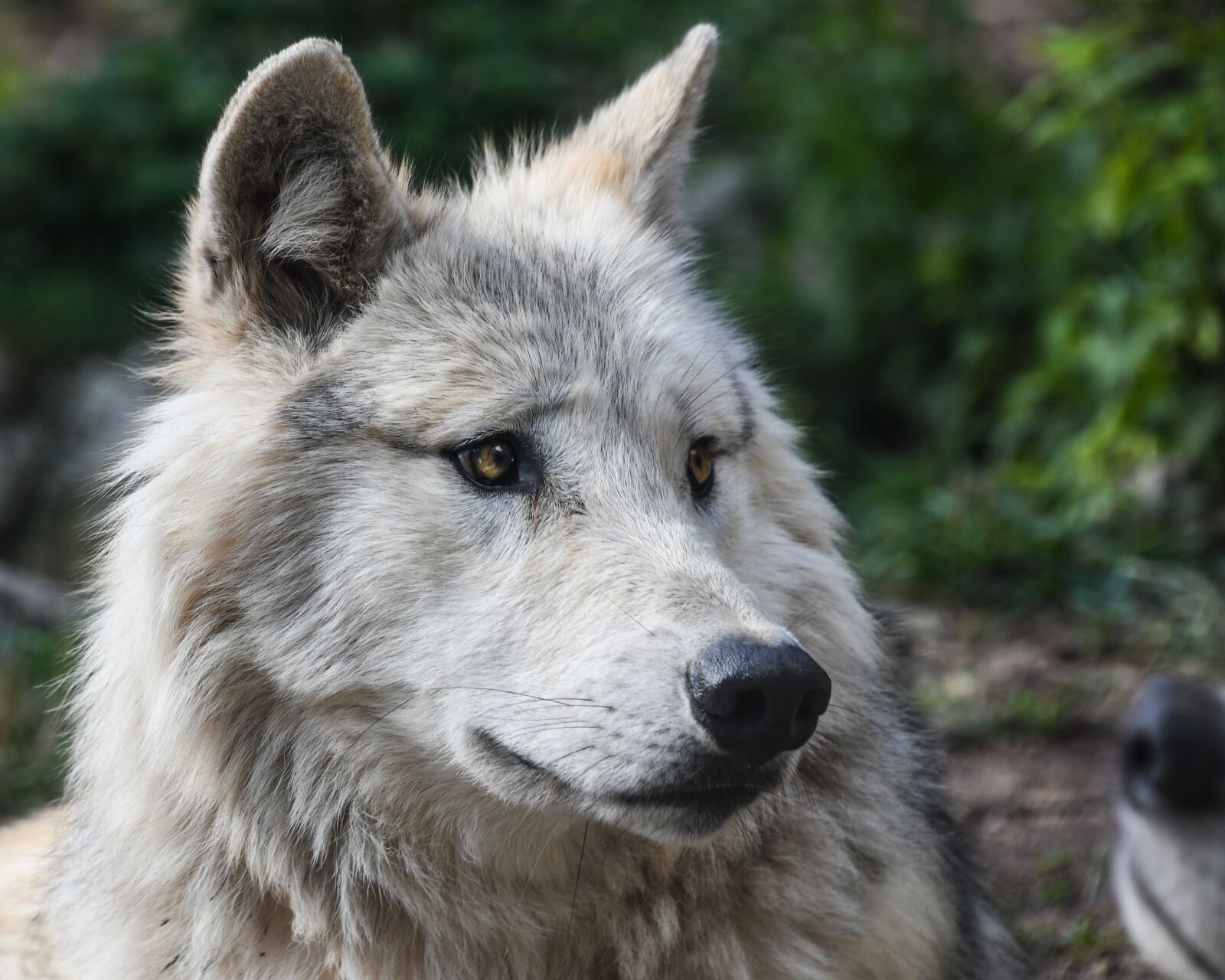 Nikon D500 sample photo. Wolf, predator, head photography