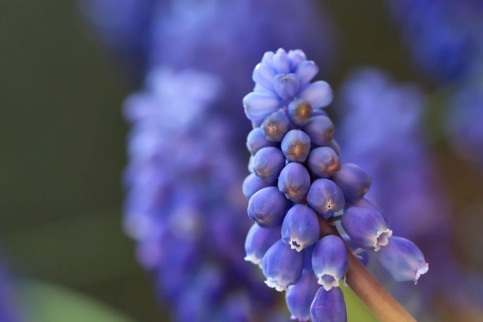 Tamron SP 90mm F2.8 Di VC USD 1:1 Macro sample photo. Perlhyazinthe, hyacinth, flower photography