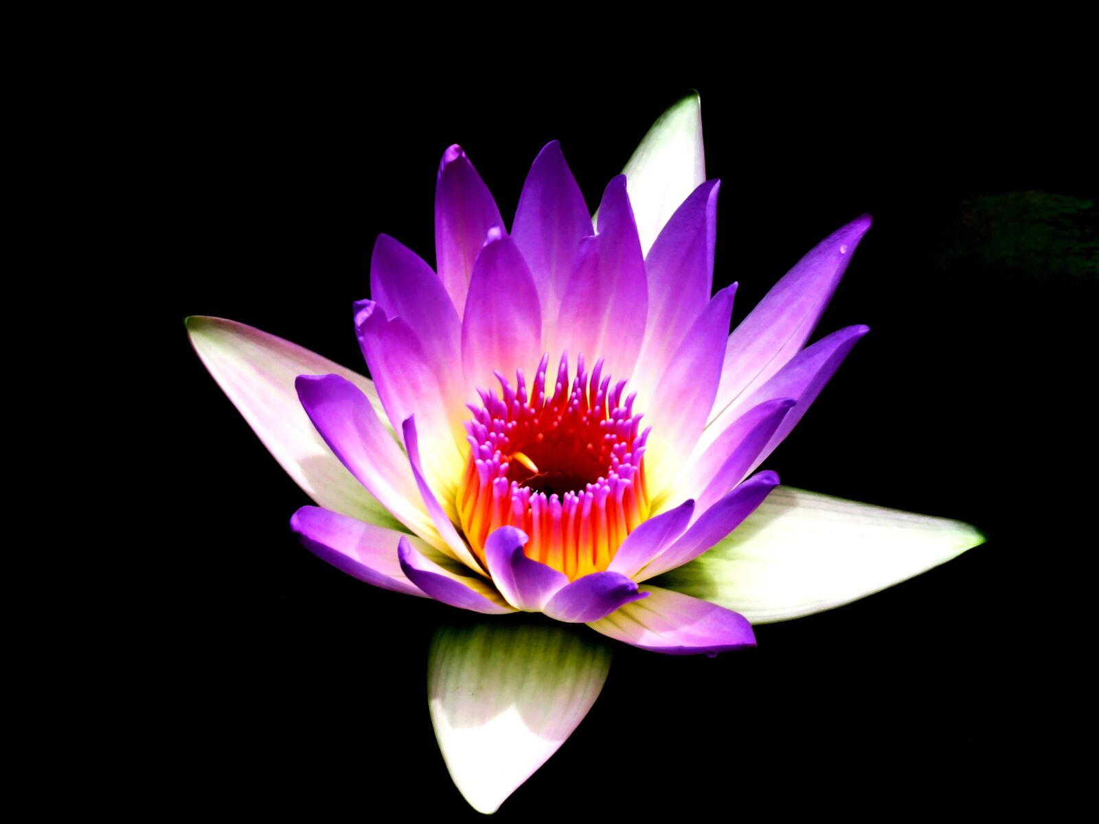 Canon PowerShot SX60 HS sample photo. Beautiful, bloom, blooming, blossom photography
