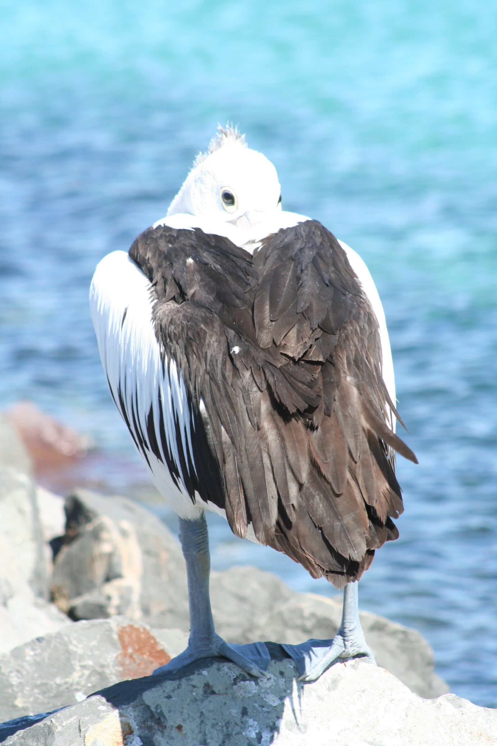 Canon EOS 350D (EOS Digital Rebel XT / EOS Kiss Digital N) sample photo. Pelican, australia, bird photography