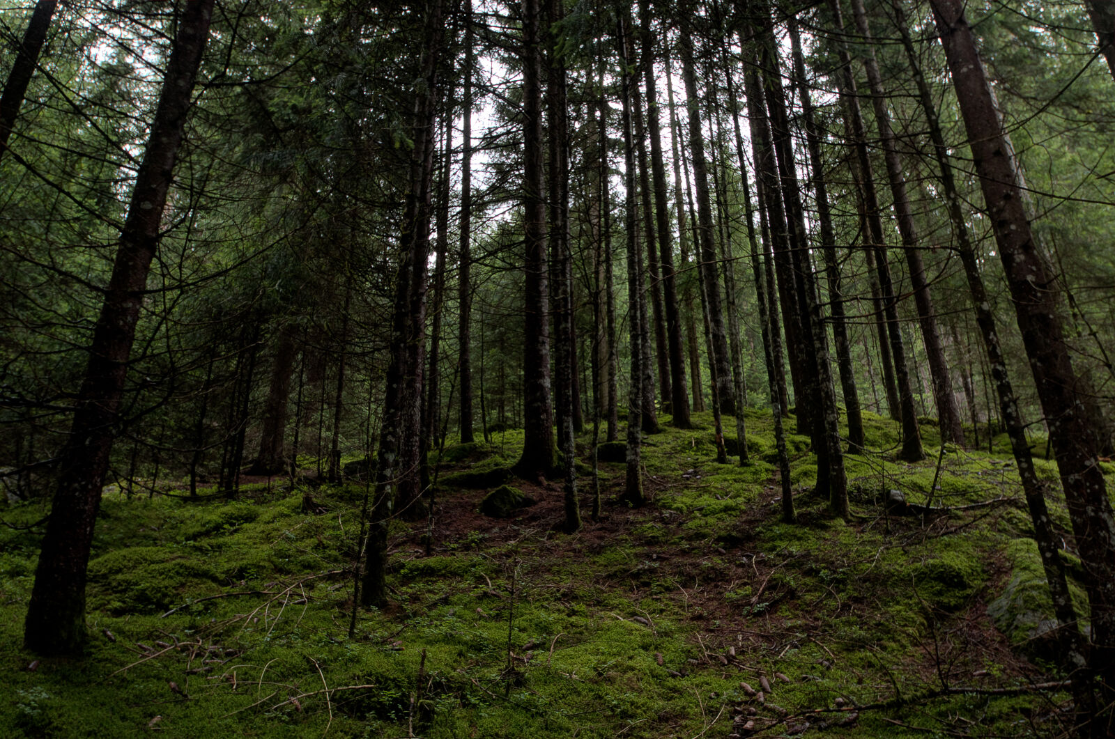 Canon EOS 70D sample photo. Branch, conifer, countryside, daylight photography