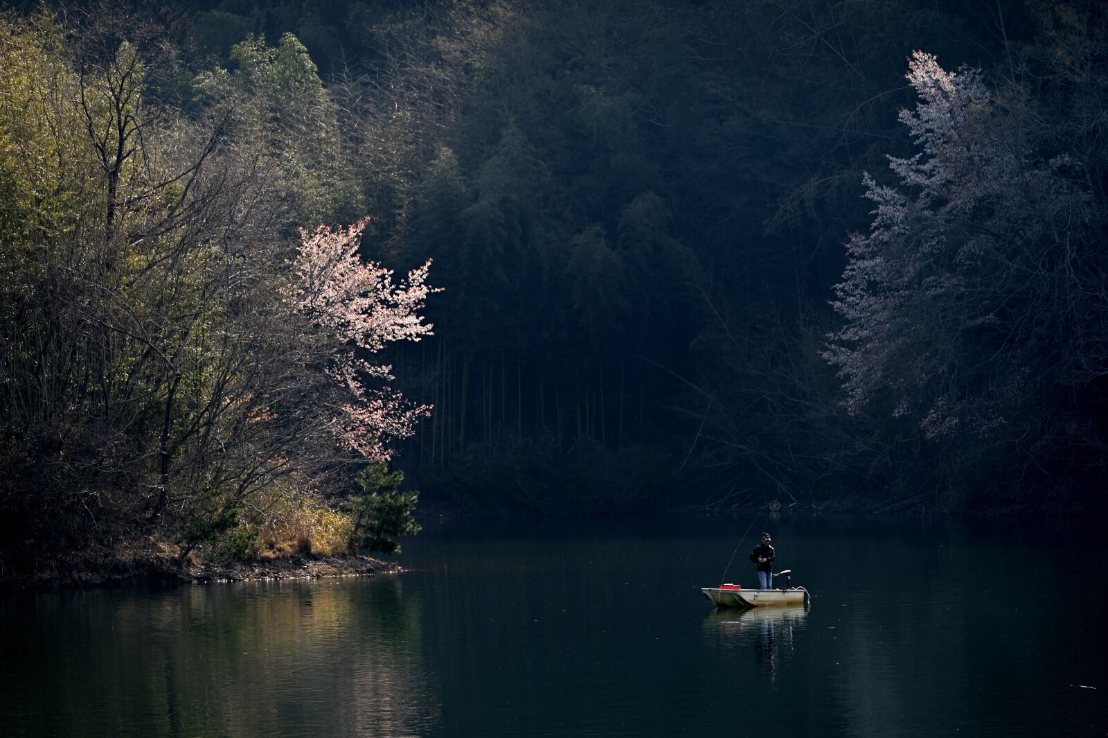 Nikon Z6 sample photo. Pond, fishing, sakura photography
