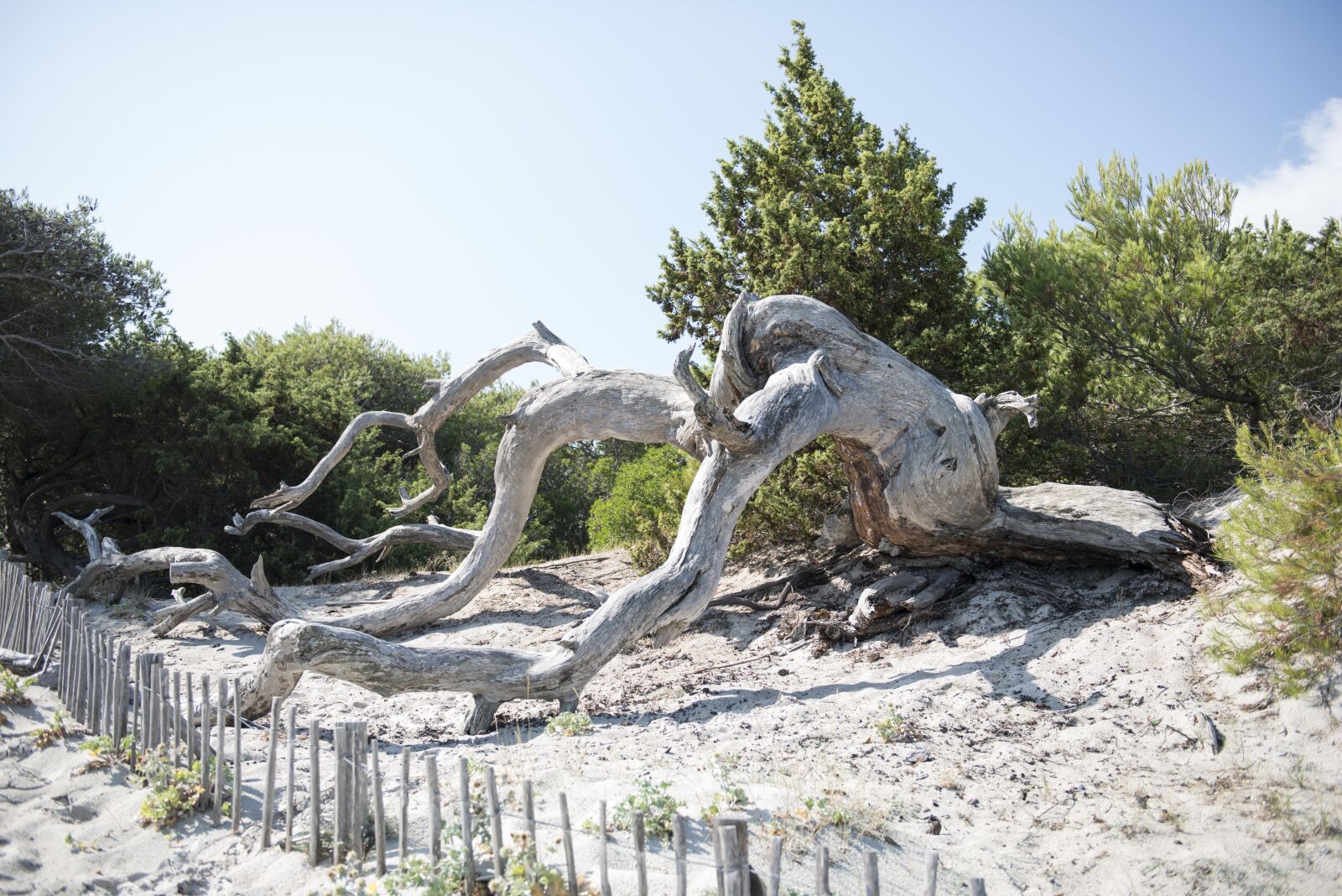 Nikon D800 sample photo. Saleccia, sea, beach photography