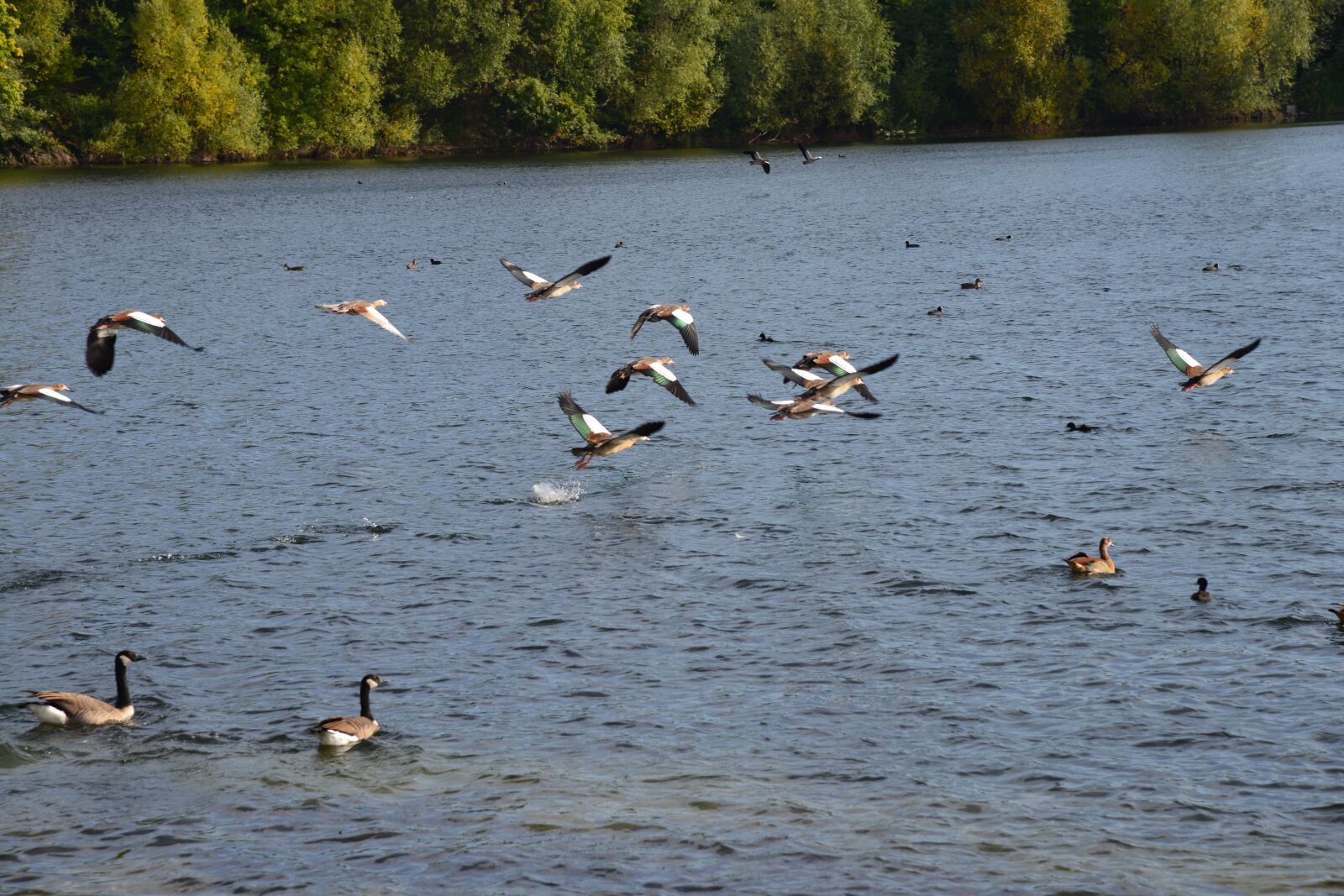 Nikon D800 sample photo. Ducks, water, landscape photography