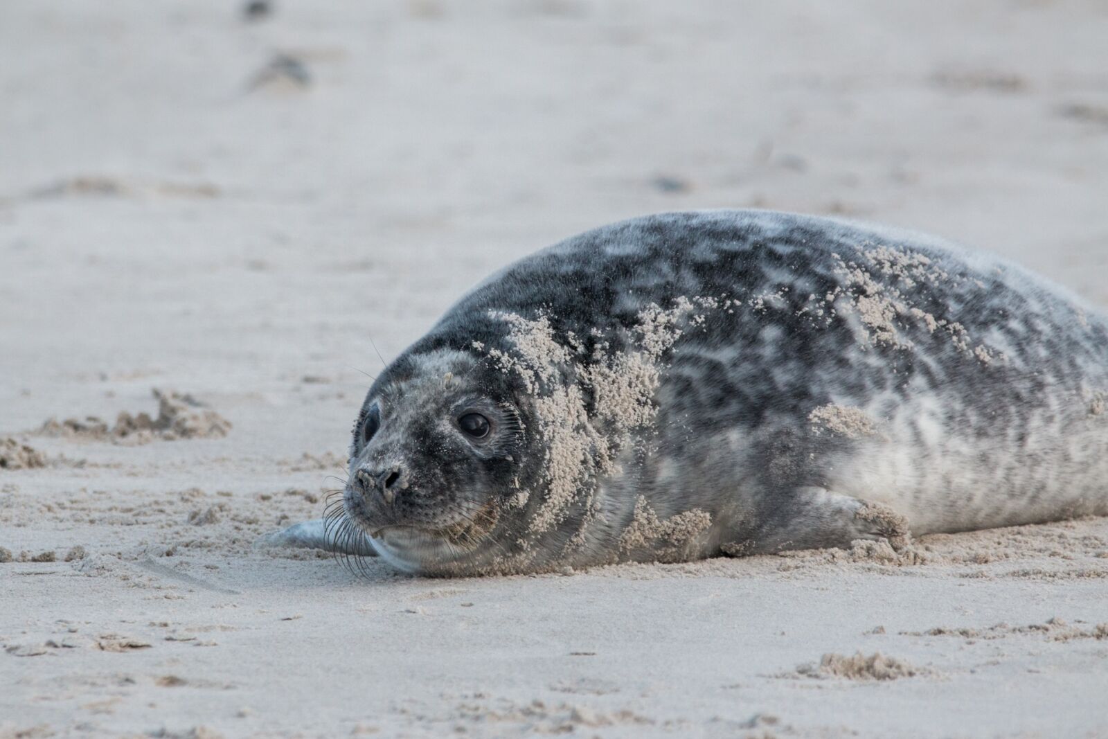 Canon EOS 70D + 150-600mm F5-6.3 DG OS HSM | Contemporary 015 sample photo. Robbe, grey seal, helgoland photography