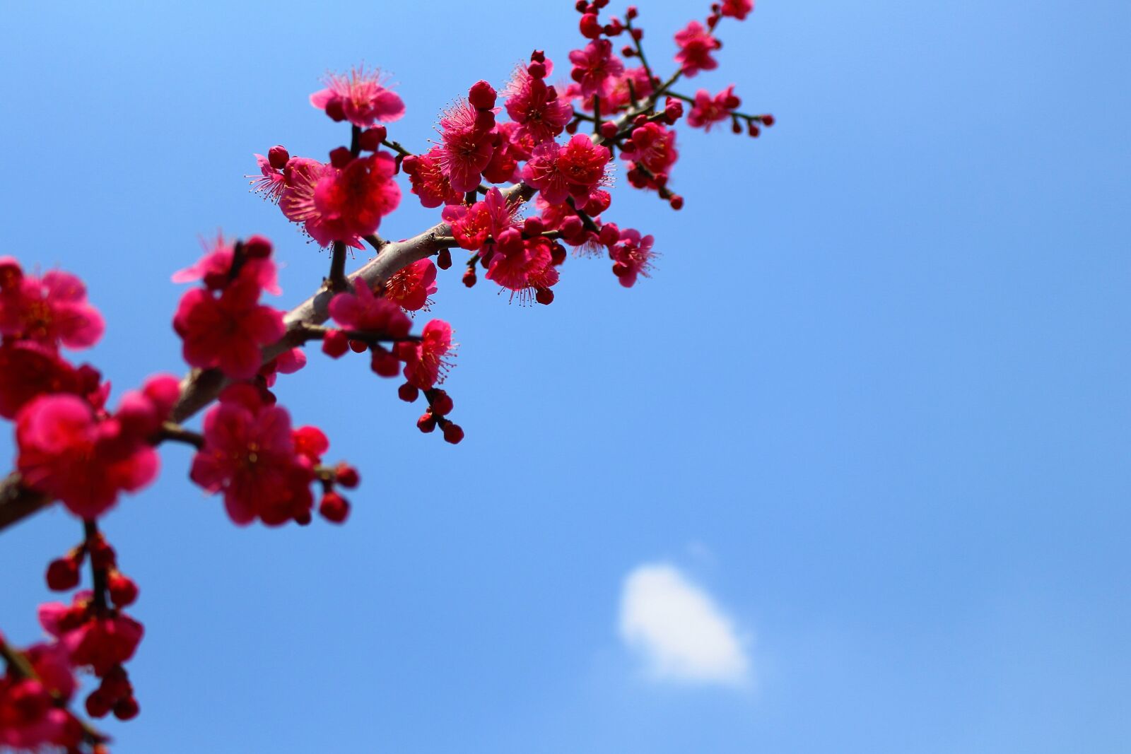 Canon EOS 700D (EOS Rebel T5i / EOS Kiss X7i) sample photo. Spring, landscape, flowers photography