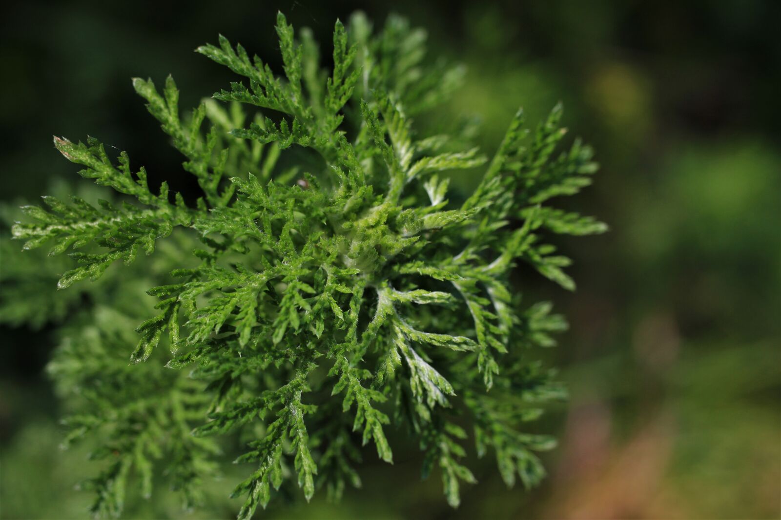 Canon EF-S 35mm F2.8 Macro IS STM sample photo. Annual mugwort, mugworts, artemisa photography