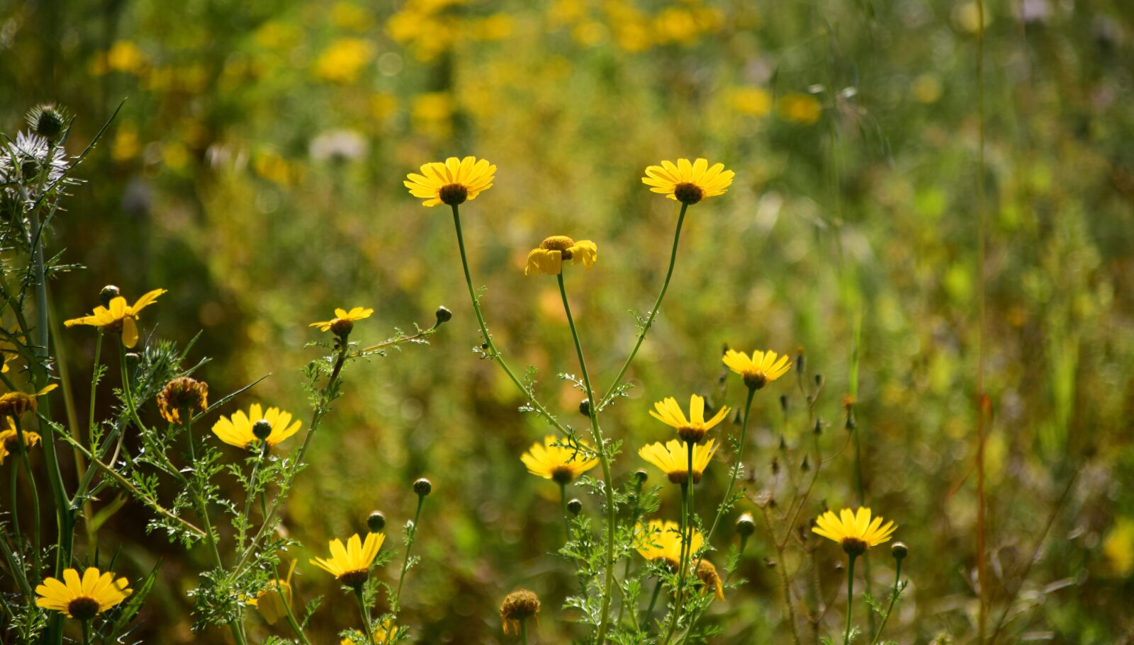 Nikon D3300 sample photo. Meadow, flower meadow, nature photography