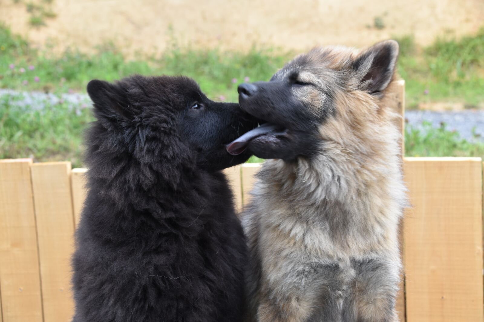 Nikon D5600 sample photo. Kisses, dogs, kiss dog photography