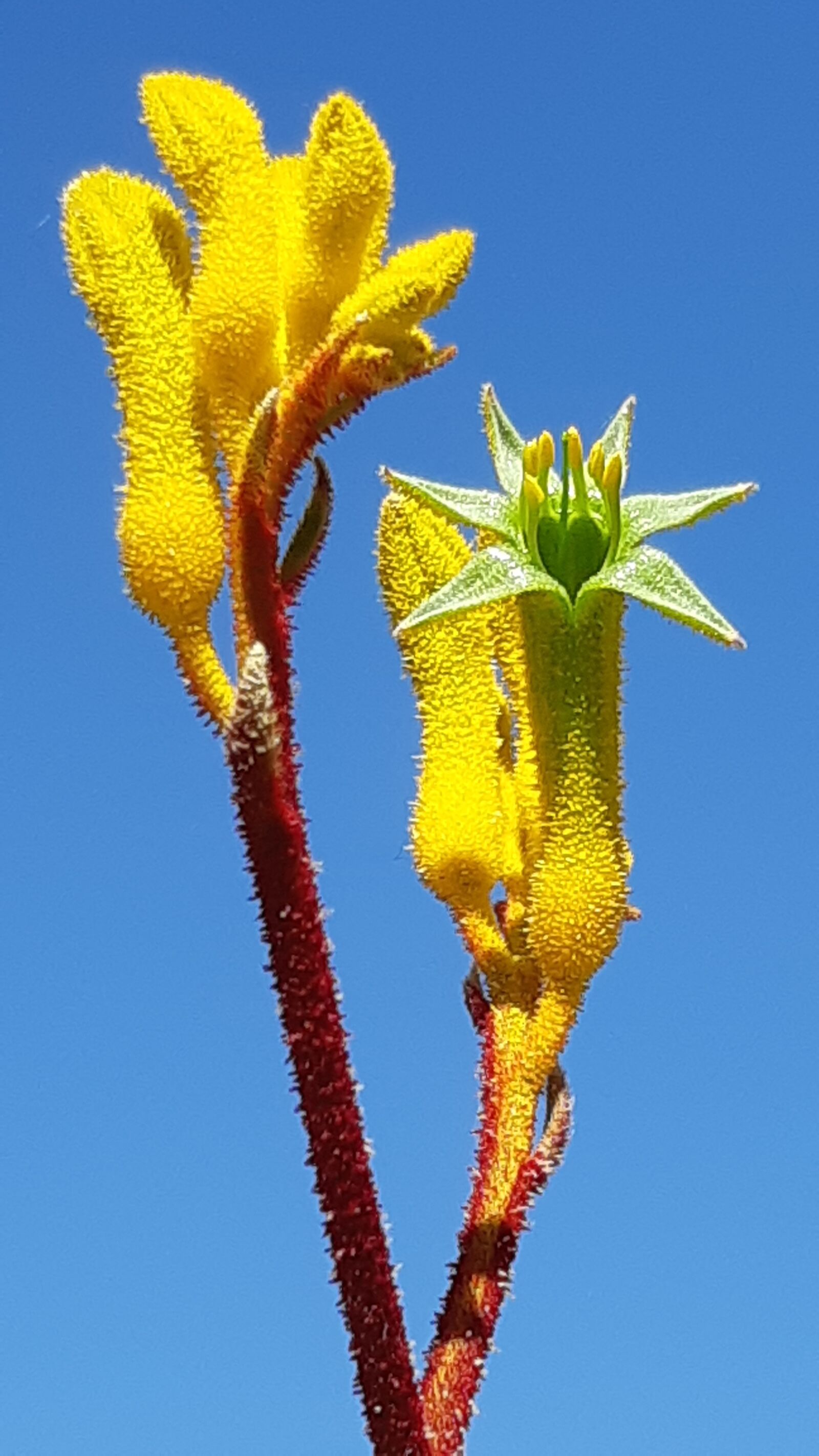 Samsung Galaxy A8(2018) sample photo. Yellow flowers, kangaroo claw photography