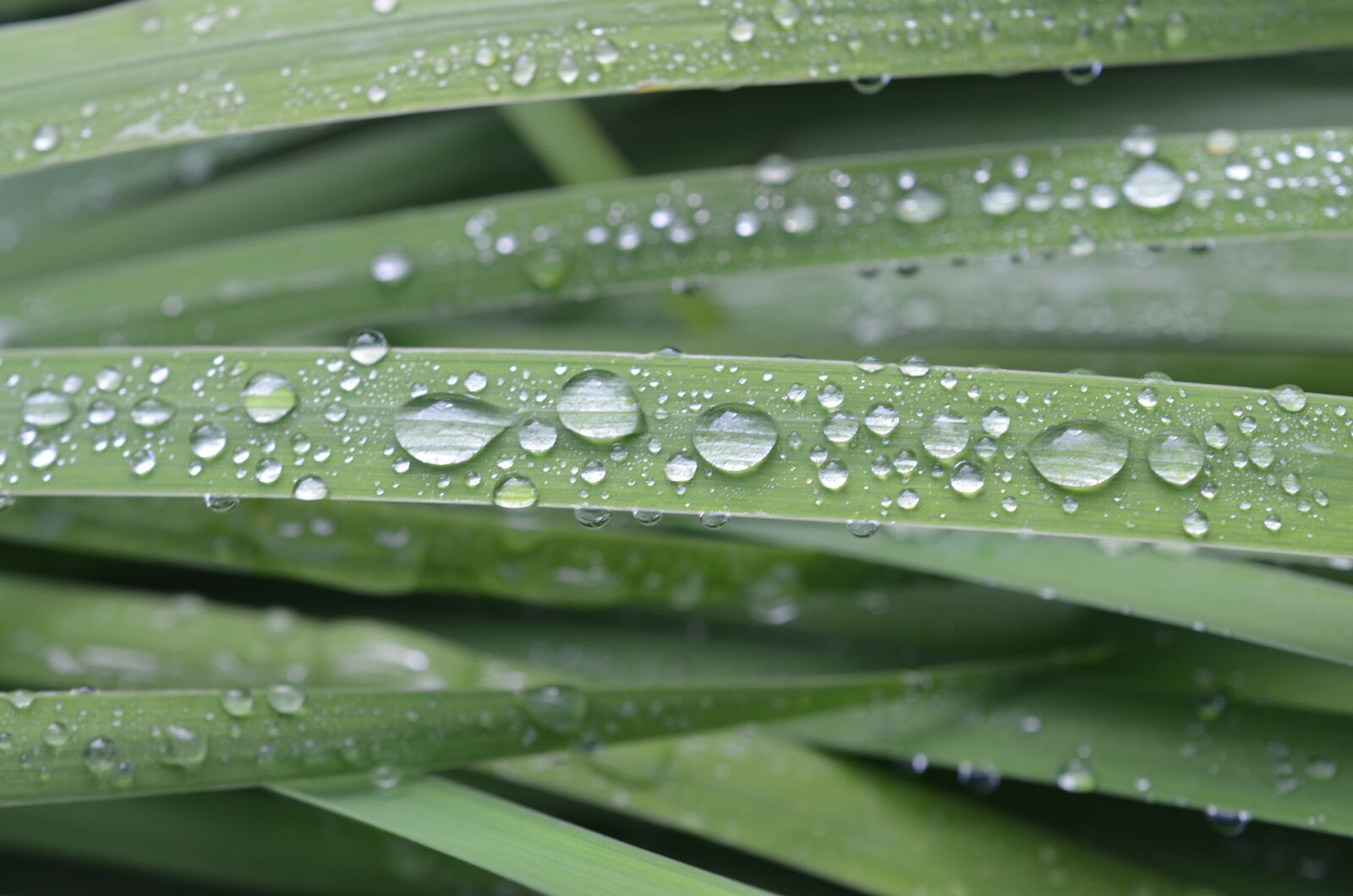 Nikon D7000 sample photo. Leaf, wet, raindrop photography