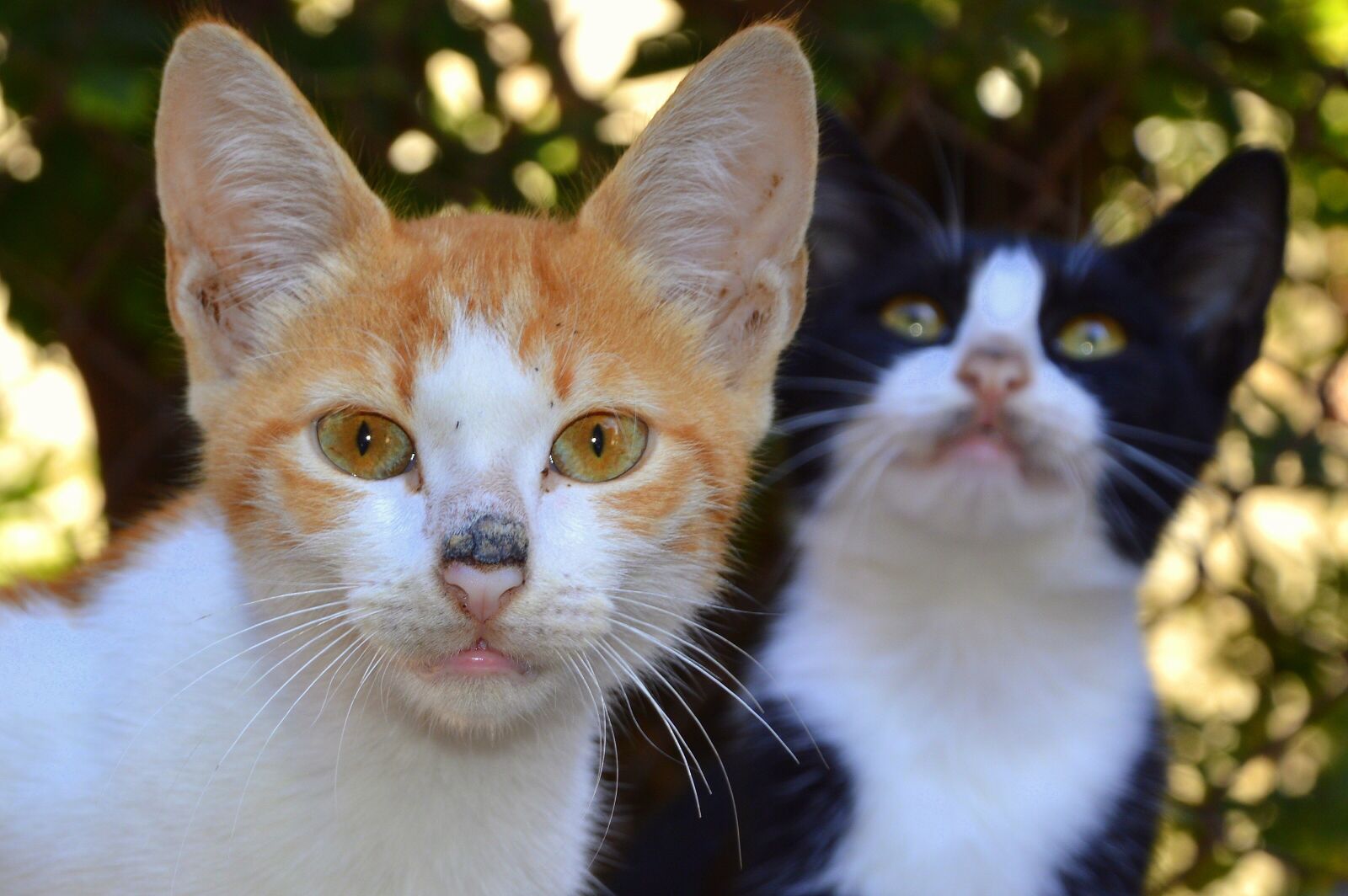 Nikon D3200 sample photo. Animals, cat, young animals photography