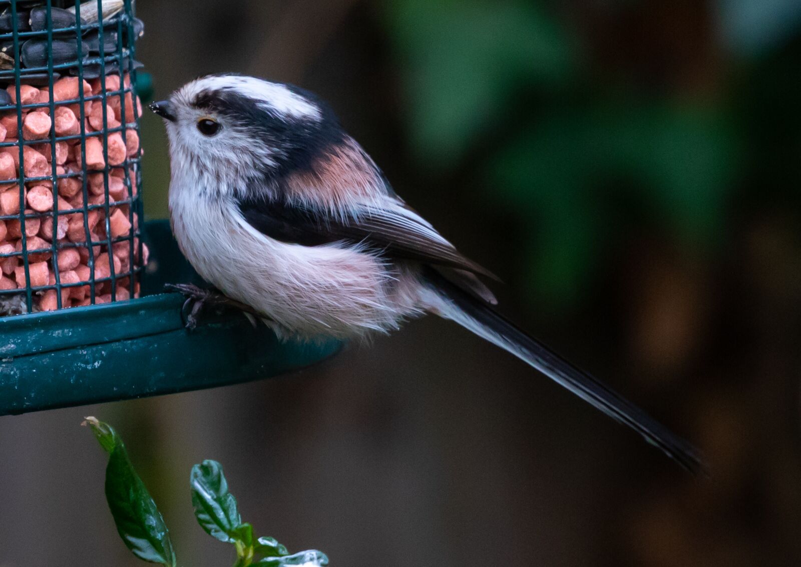 Canon EOS 7D Mark II sample photo. Long tailed tit, pink photography