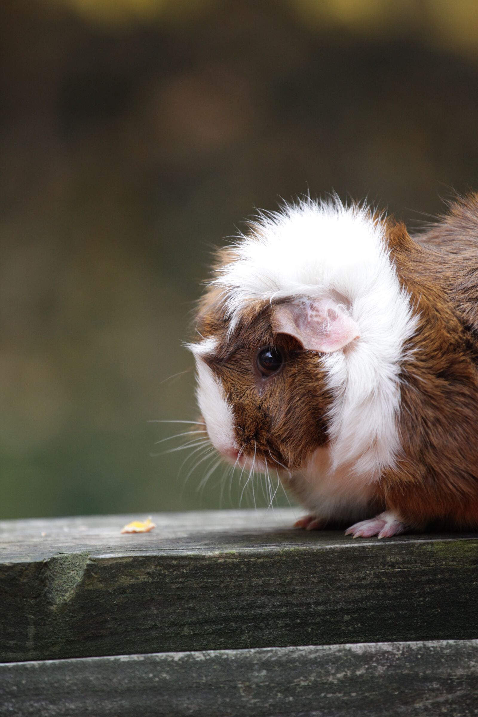 Canon EOS 5D Mark II sample photo. Animal, guinea pig, pet photography