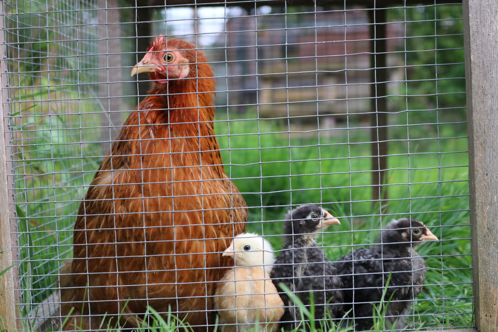 Canon EOS 750D (EOS Rebel T6i / EOS Kiss X8i) sample photo. Pekin, chicken, hen photography