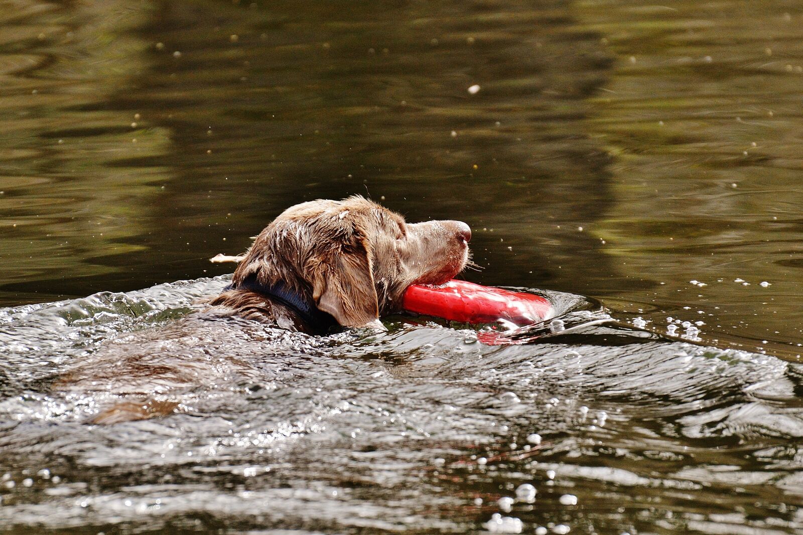 Nikon D3200 sample photo. Dog, swim, wet photography