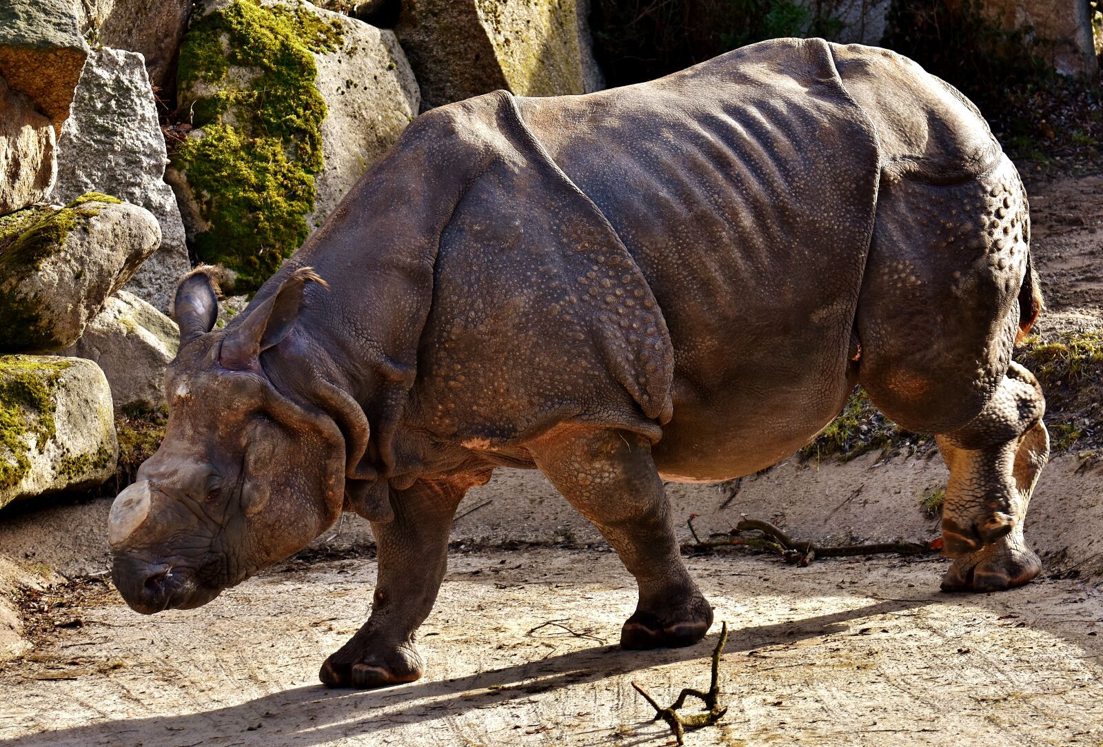 Nikon D7200 sample photo. Rhino, animal, animal world photography
