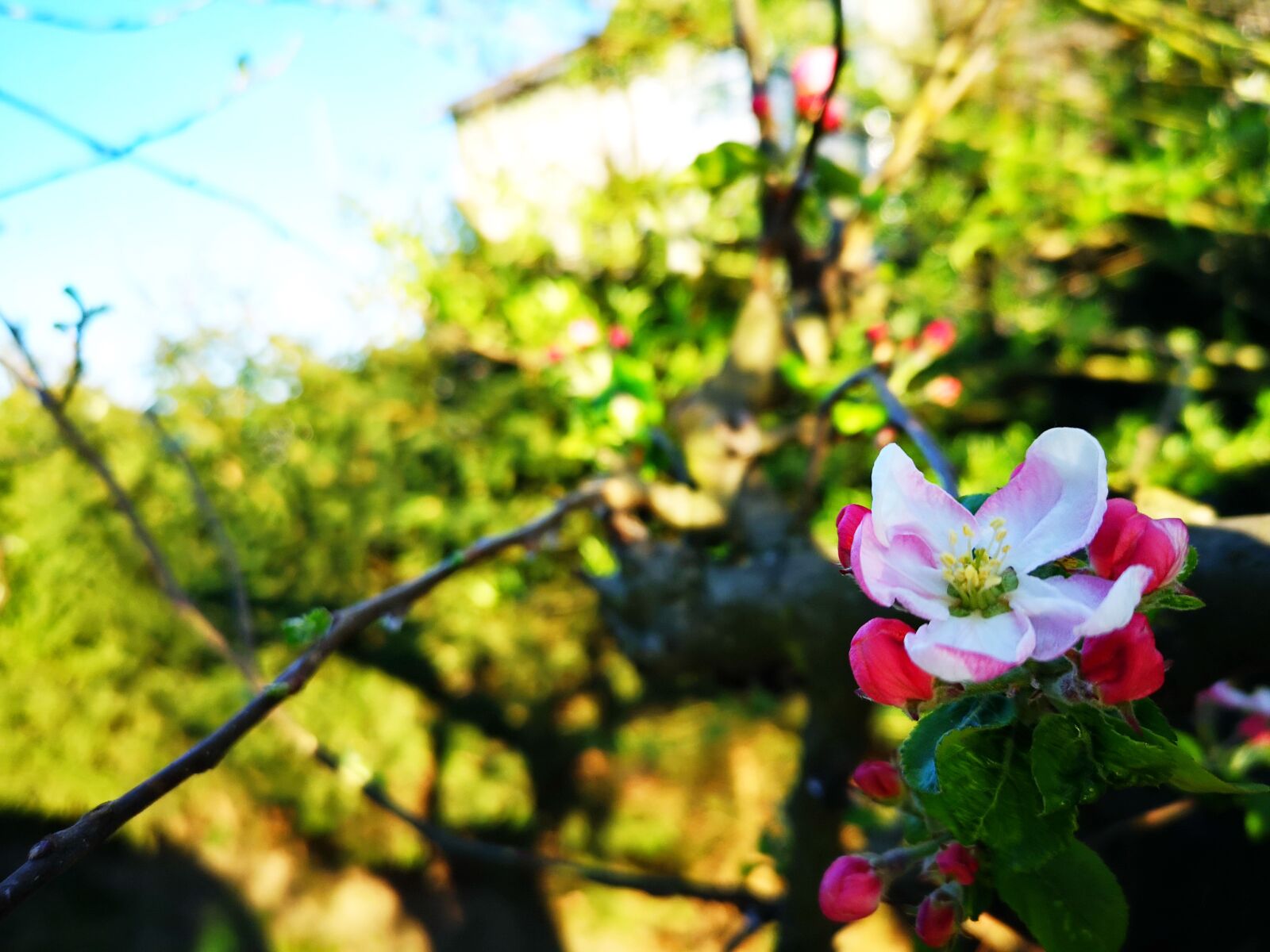 HUAWEI CLT-L29 sample photo. Apple, tree, nature photography