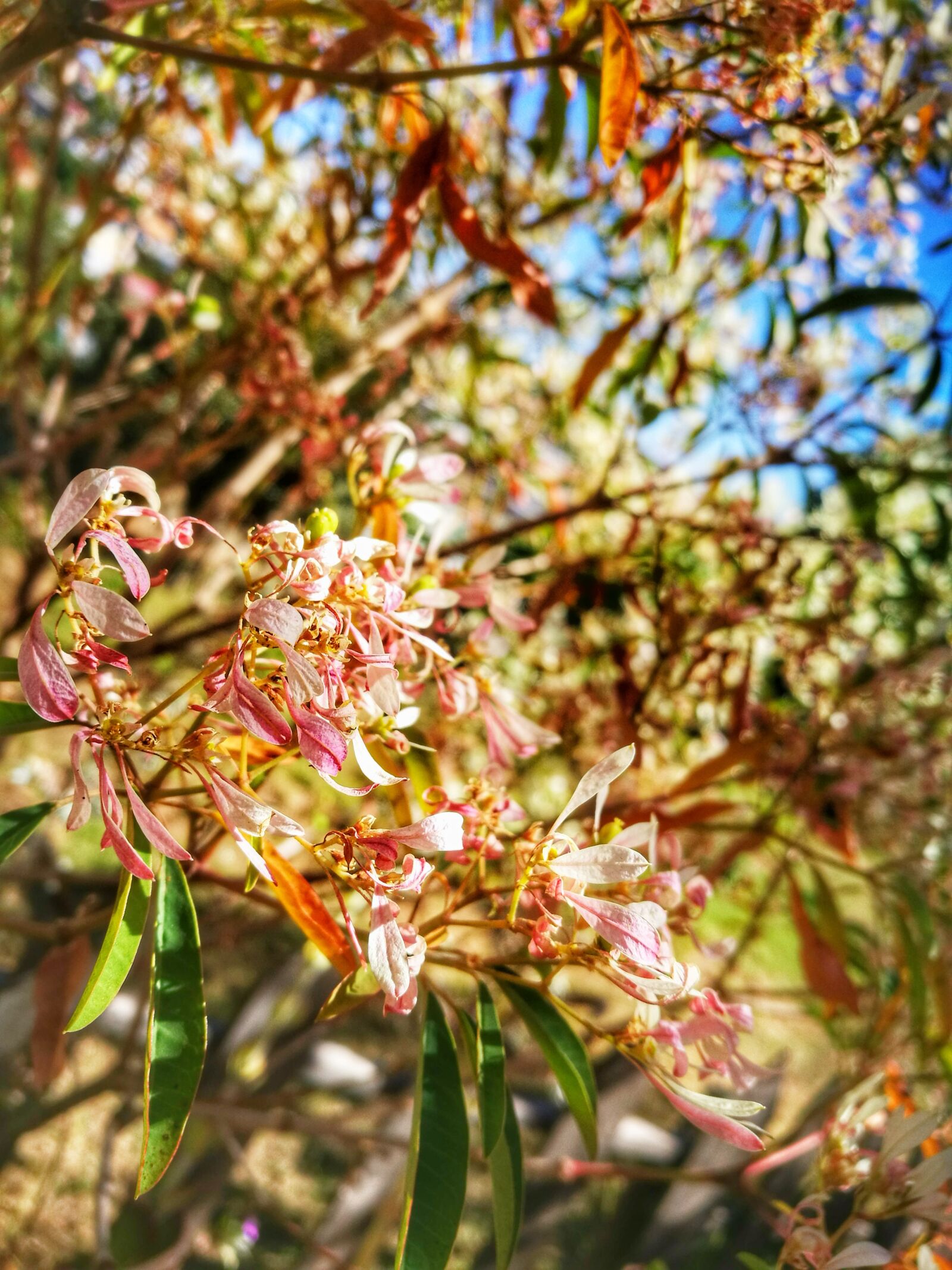 HUAWEI P9 sample photo. Flower, summer, nature photography