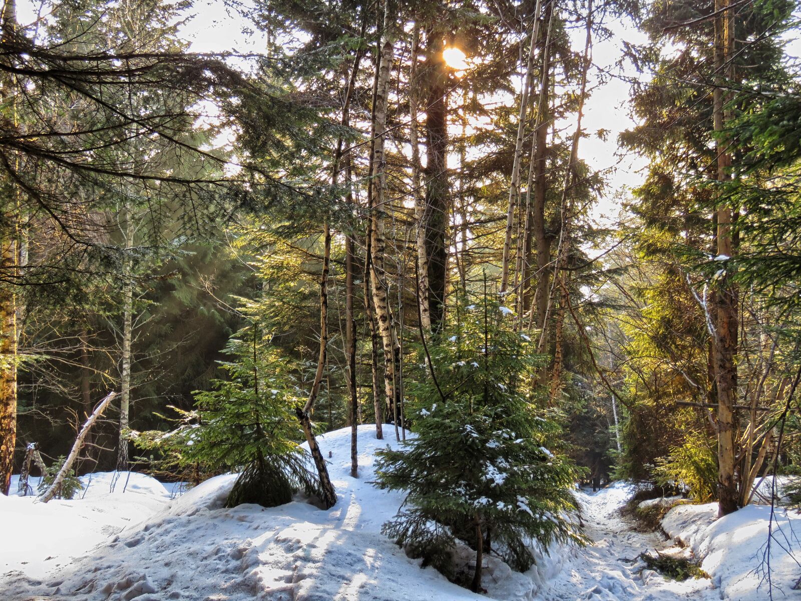 Canon PowerShot SX60 HS sample photo. Forest, winter, tree photography