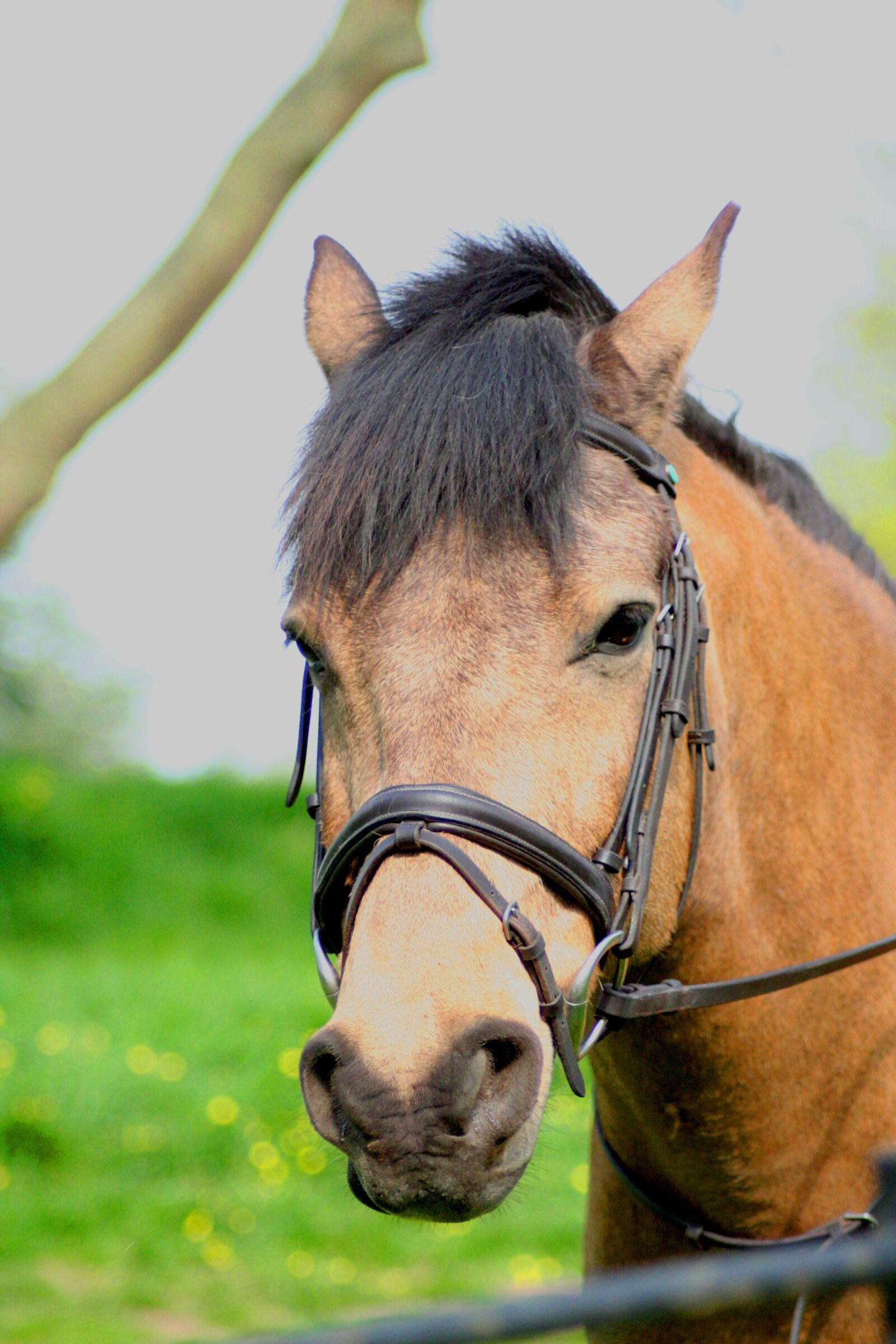 Canon EOS 350D (EOS Digital Rebel XT / EOS Kiss Digital N) sample photo. Horse, brown, animal photography
