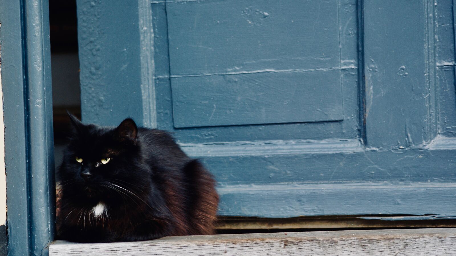 Sony Alpha DSLR-A200 sample photo. Animal, black, cat, door photography