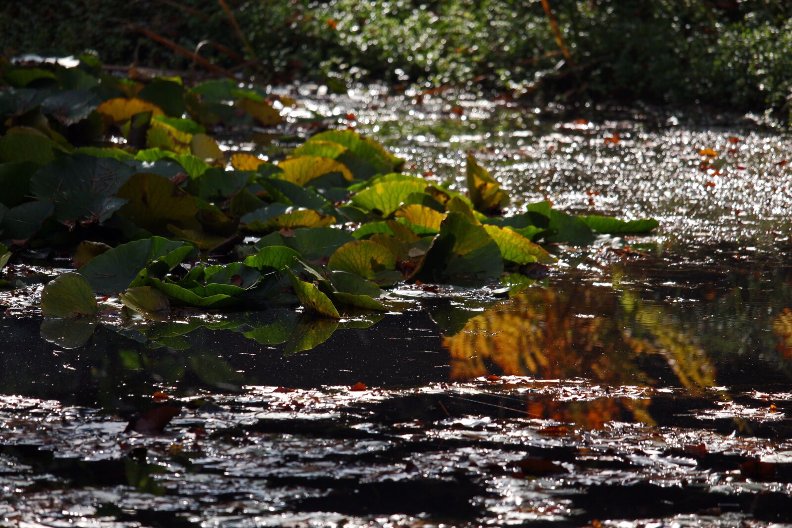 Canon EF-S 55-250mm F4-5.6 IS STM sample photo. Lake, water lilies, evening photography