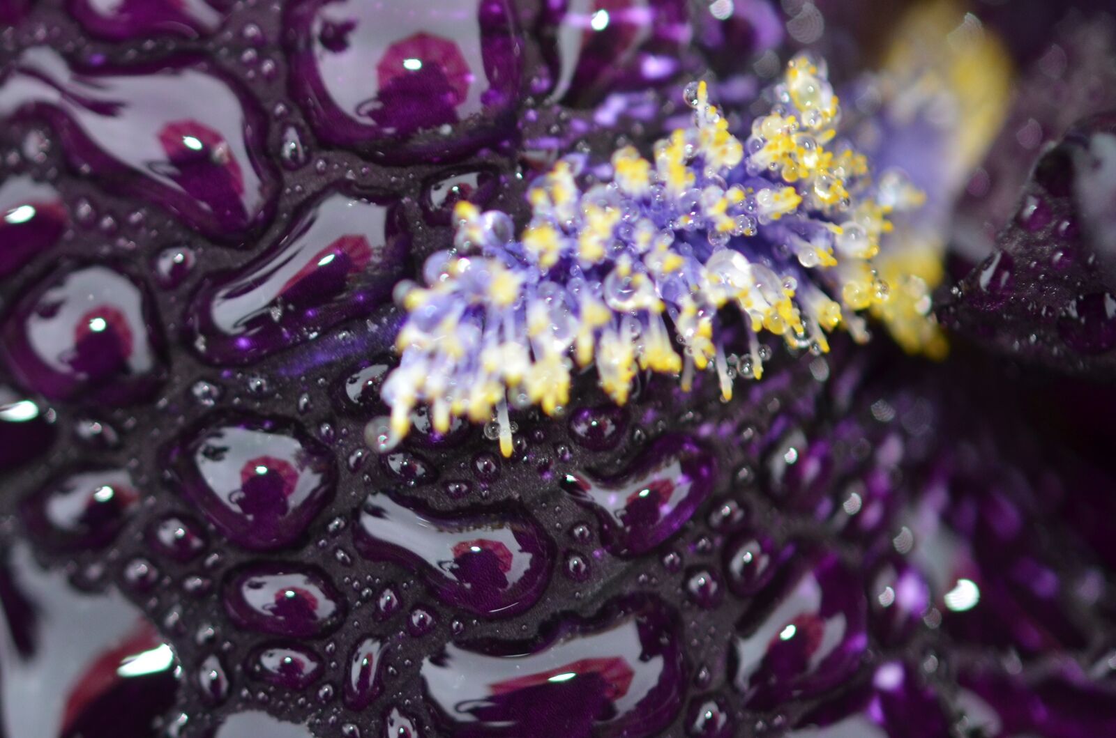 Nikon D7000 sample photo. Drop, rain, rain drops photography
