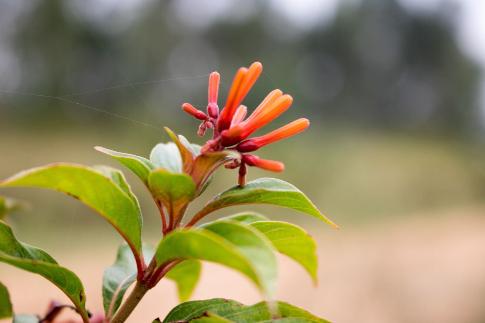 Canon EOS 750D (EOS Rebel T6i / EOS Kiss X8i) sample photo. Flower, nature, petal photography