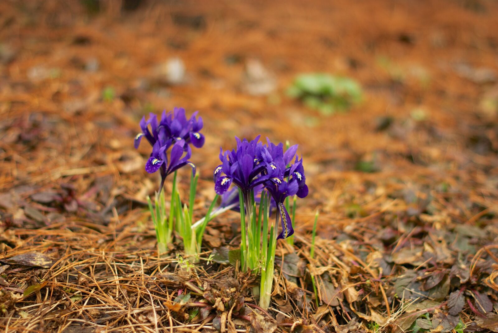 Nikon D80 sample photo. Iris, spring, physic garden photography