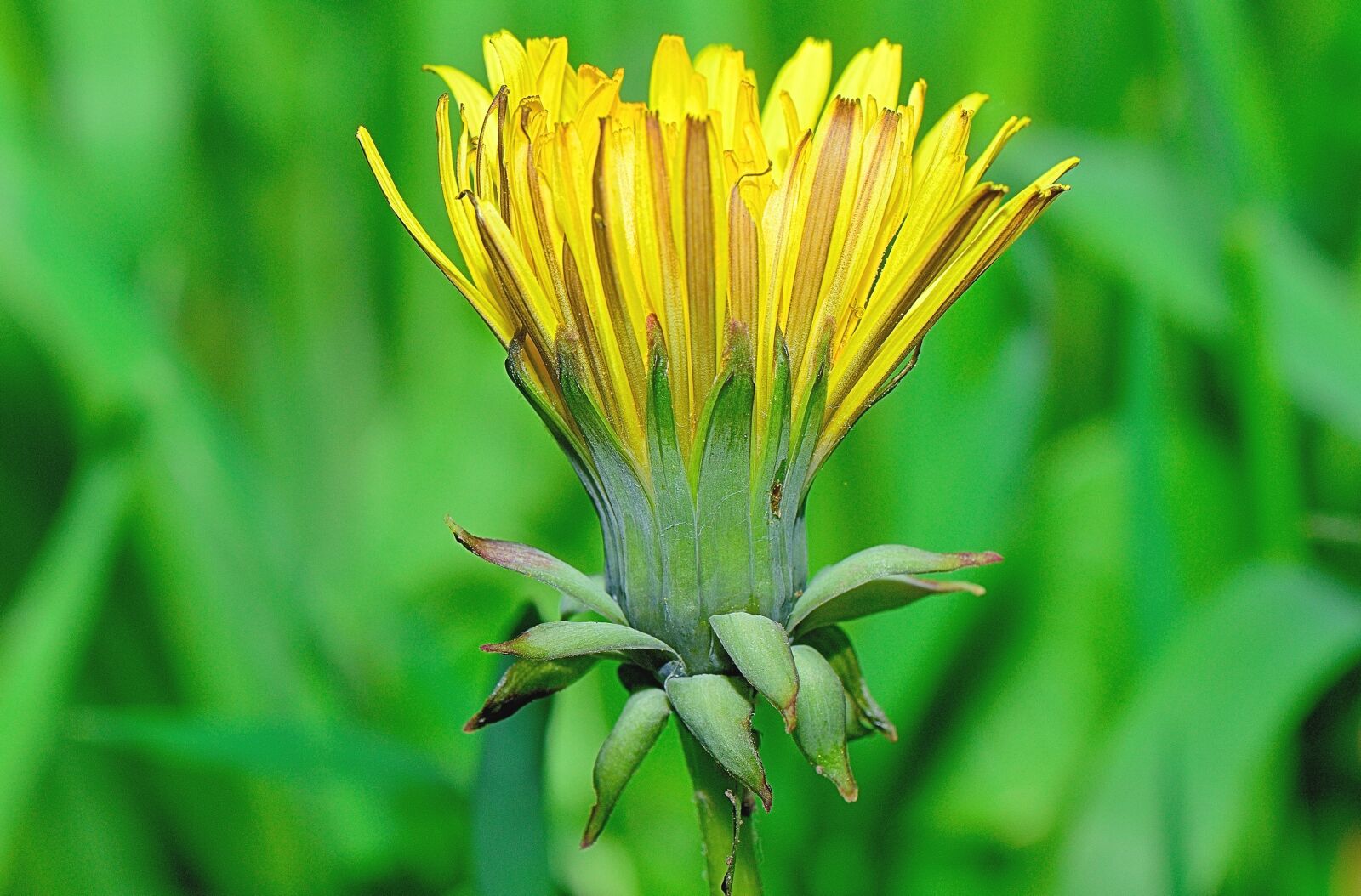 Nikon D5300 sample photo. Nature, flower, flowers photography
