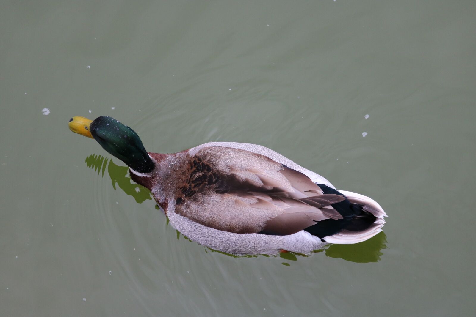 Canon EOS 750D (EOS Rebel T6i / EOS Kiss X8i) sample photo. Birds, wildlife, body of photography
