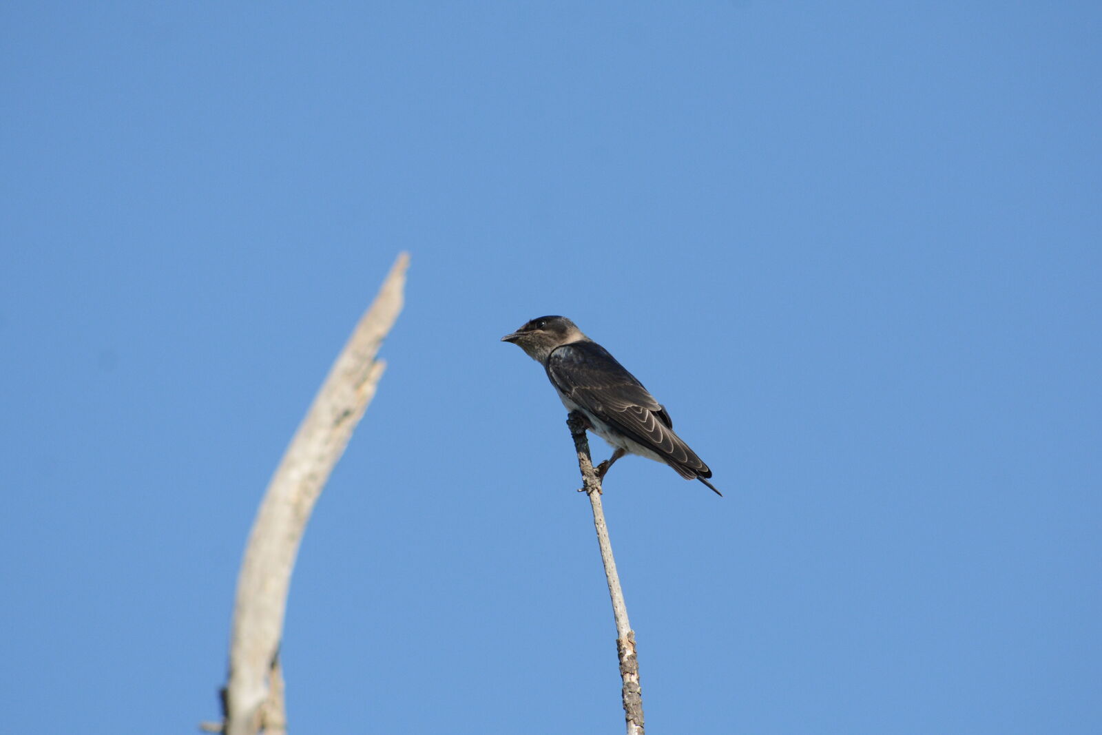 Nikon D7100 sample photo