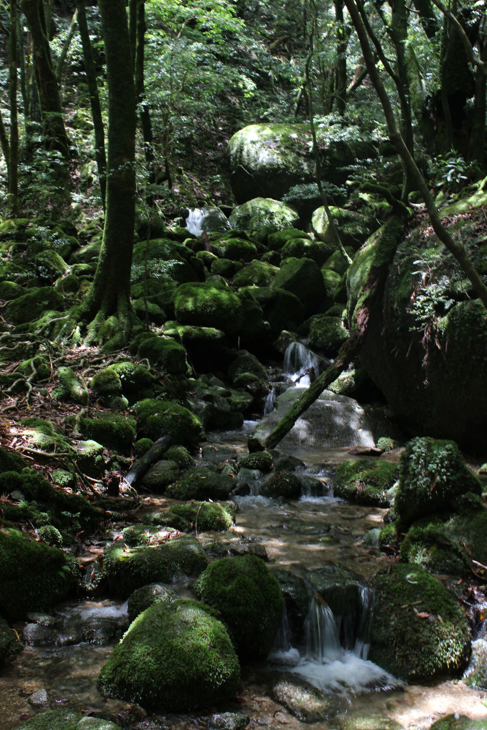 Canon EOS 600D (Rebel EOS T3i / EOS Kiss X5) sample photo. Falls, forest photography