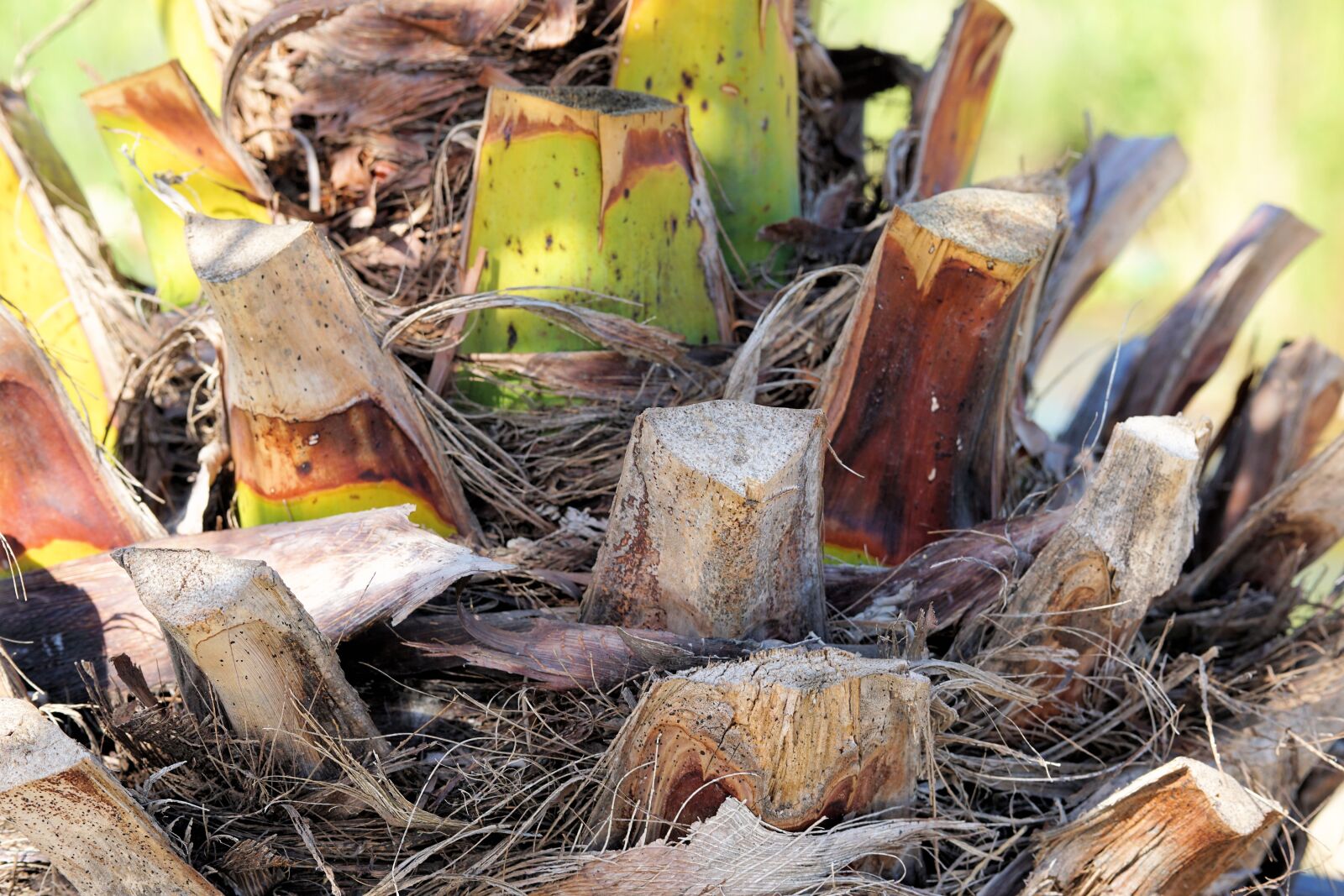 Sony a6000 + E 60mm F2.8 sample photo. Palm, tribe, palm tree photography